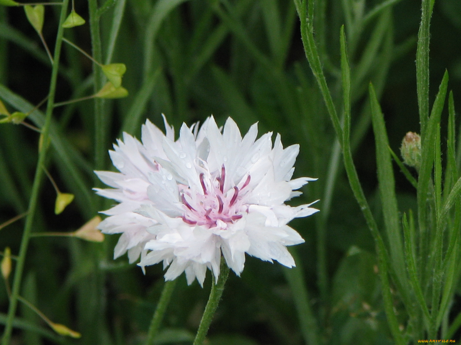 цветы, васильки
