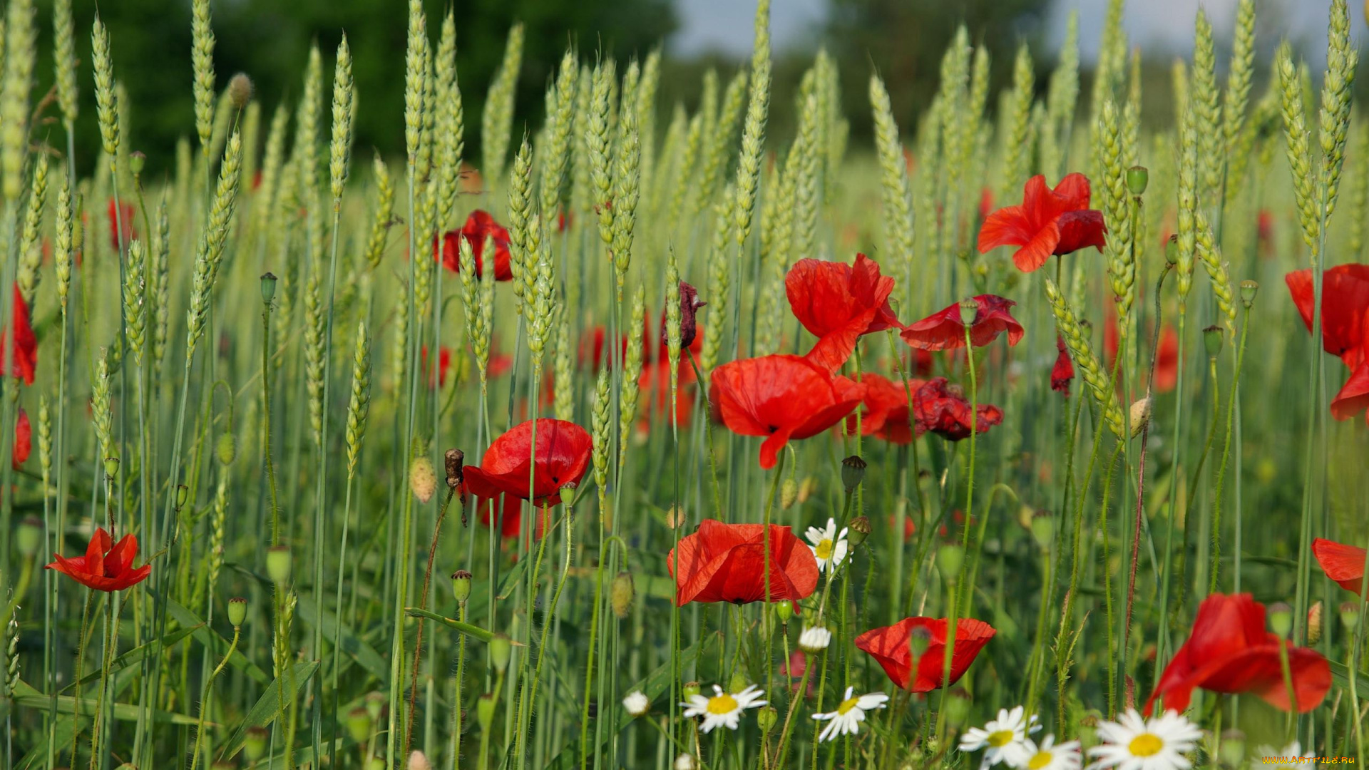 цветы, маки