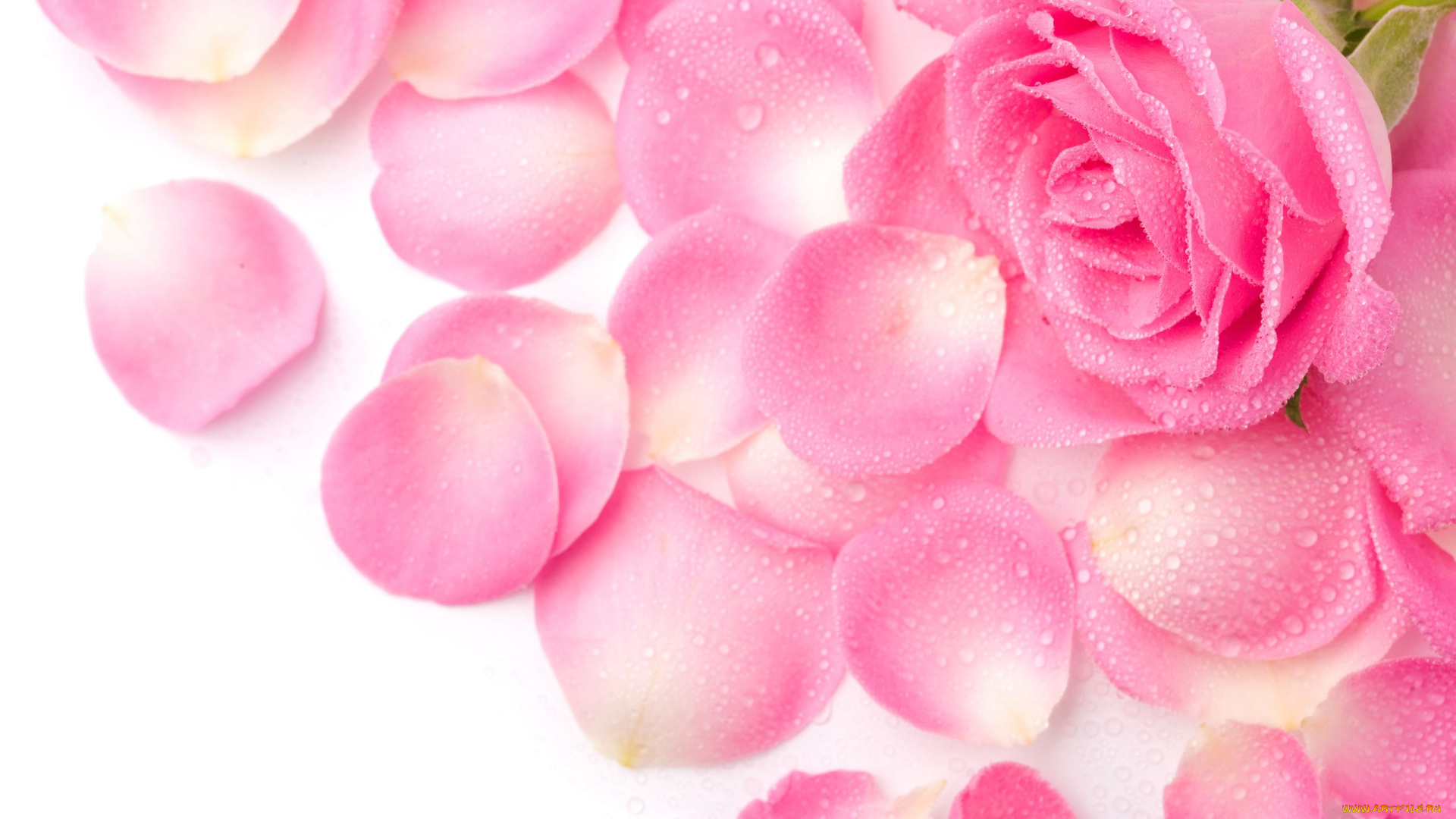 цветы, розы