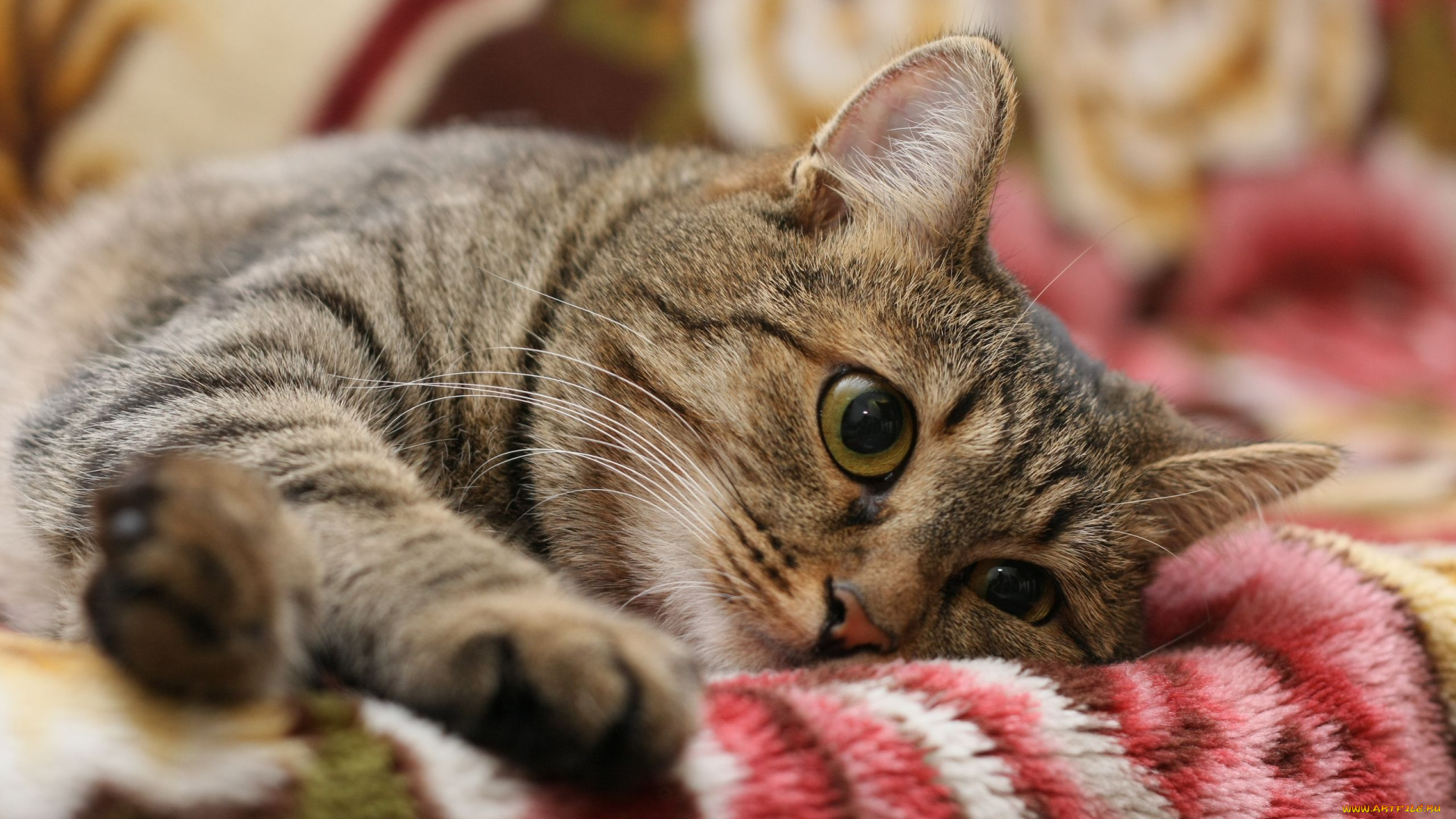 животные, коты