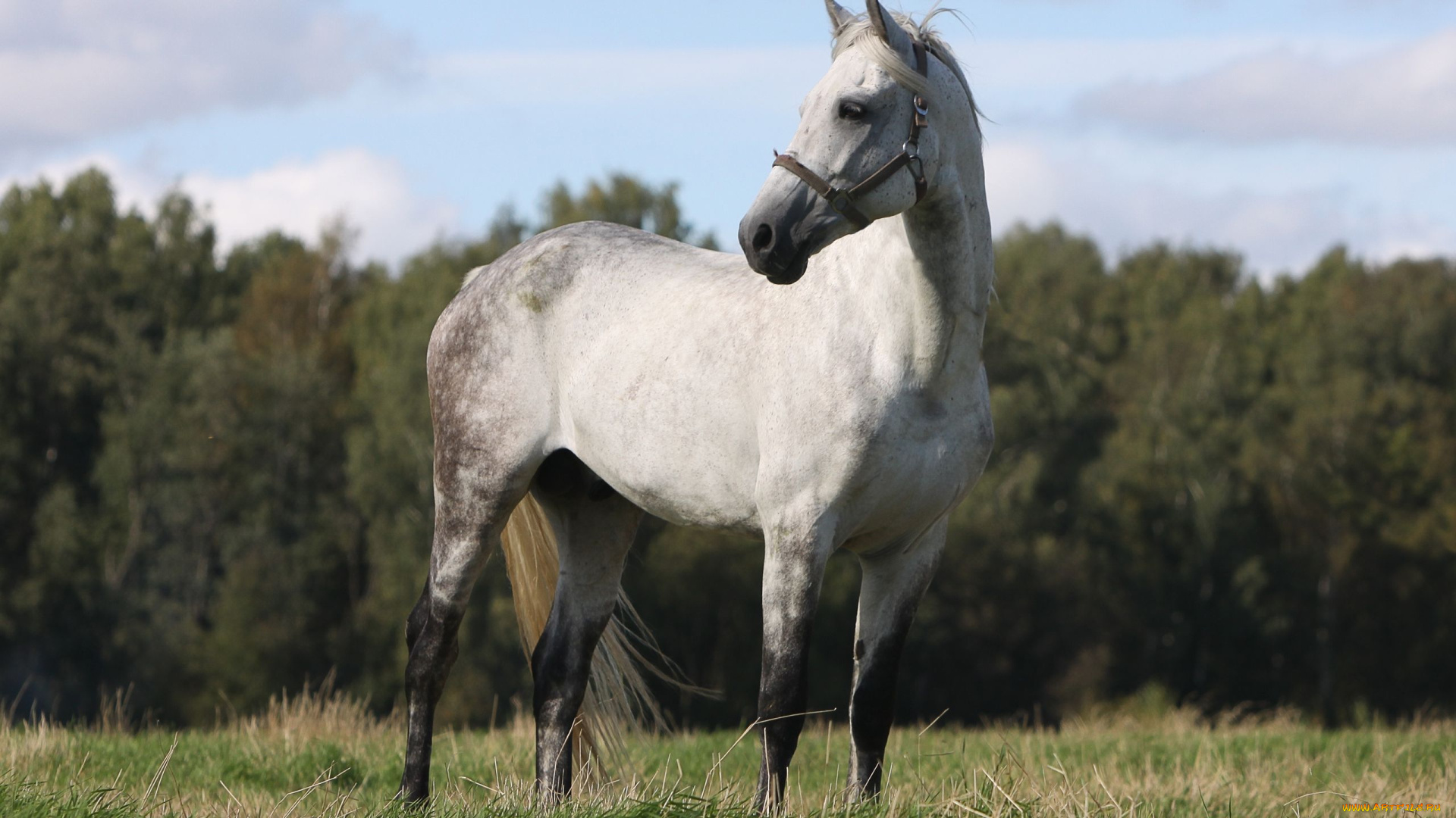 животные, лошади