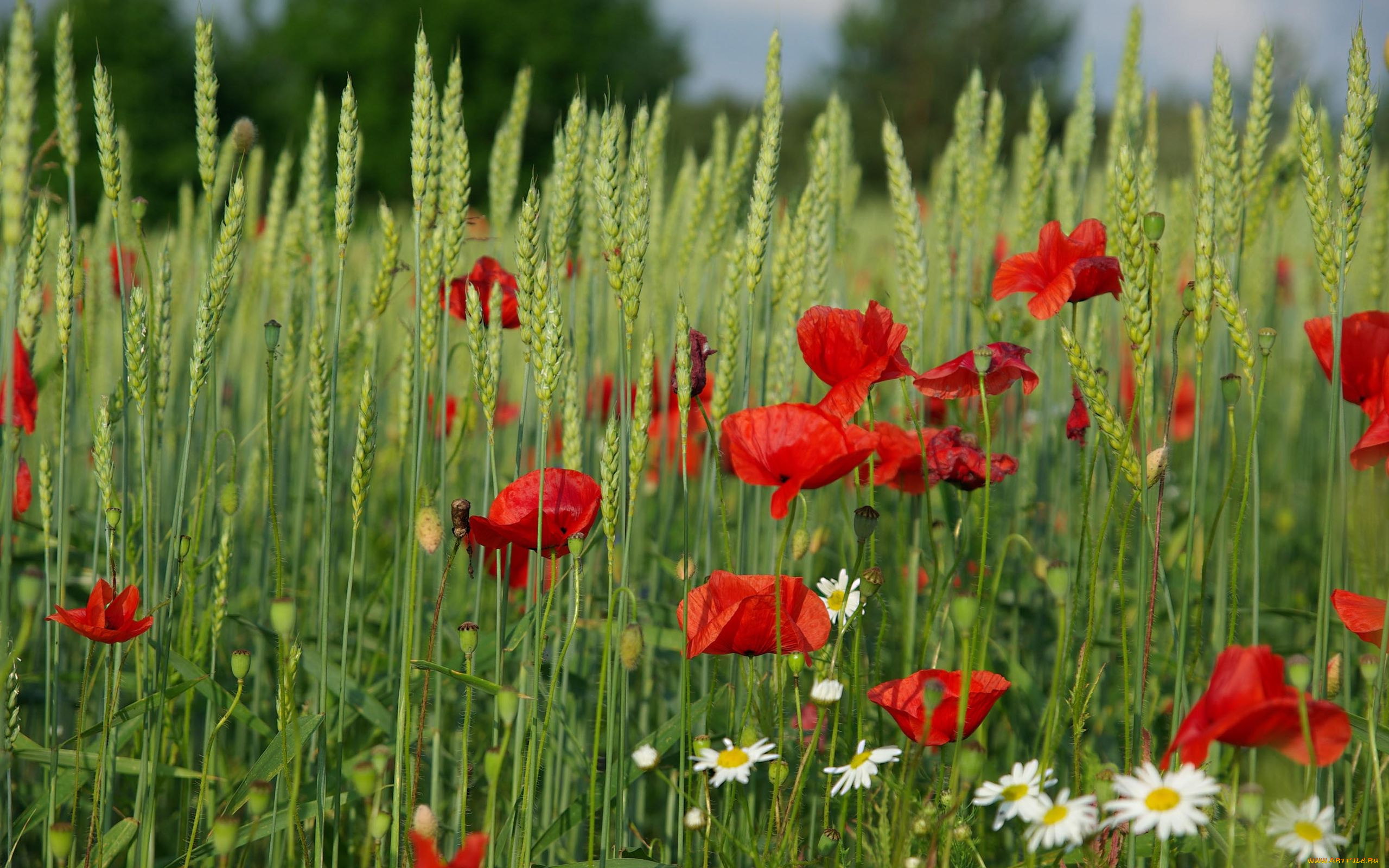 цветы, маки
