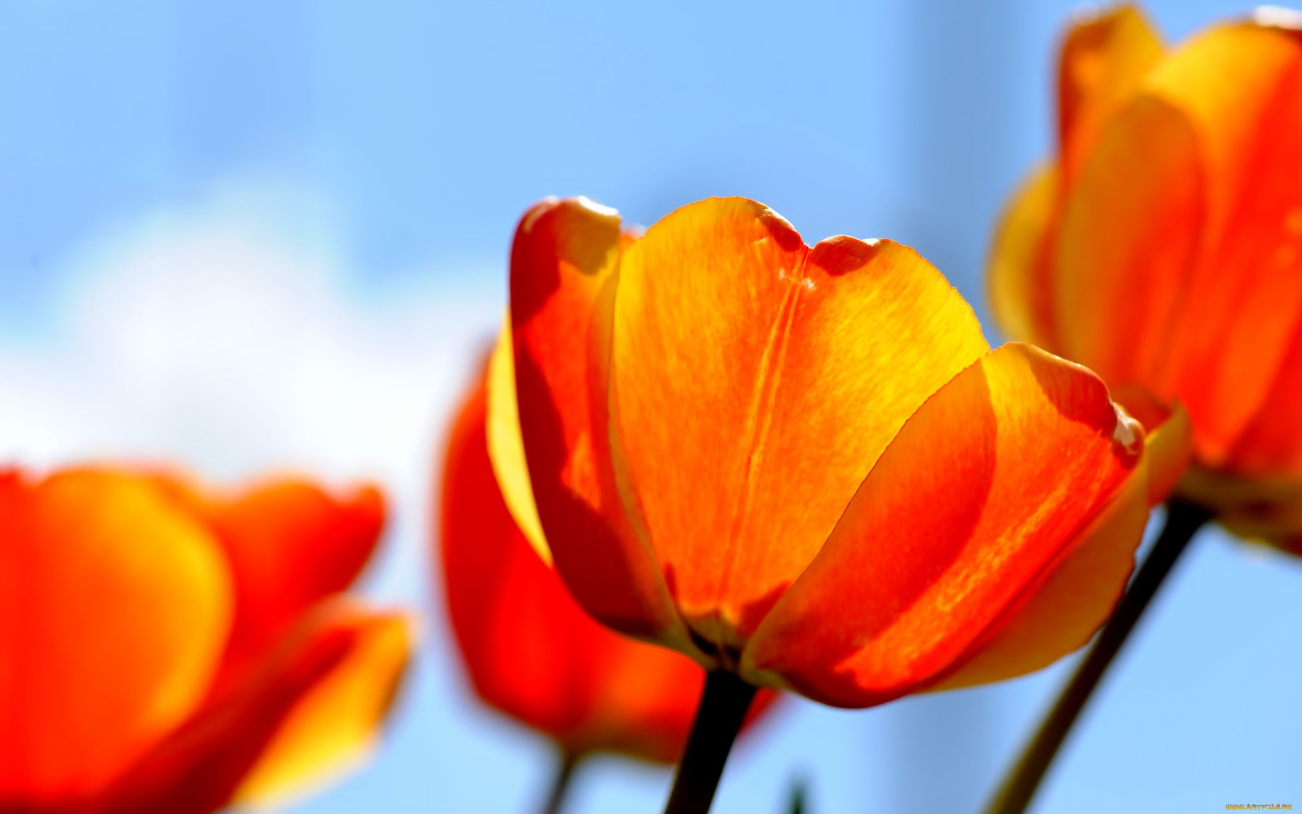 цветы, тюльпаны