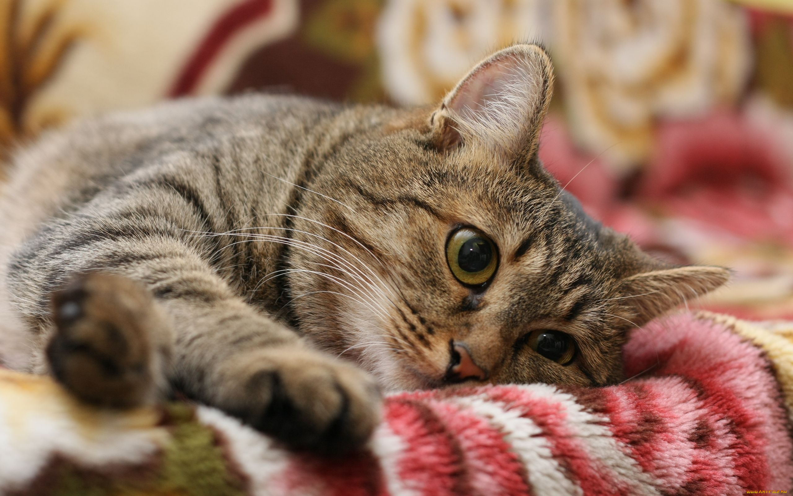 животные, коты