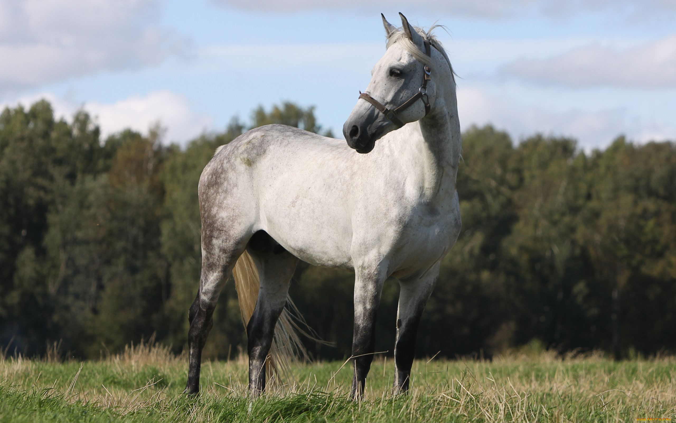 животные, лошади