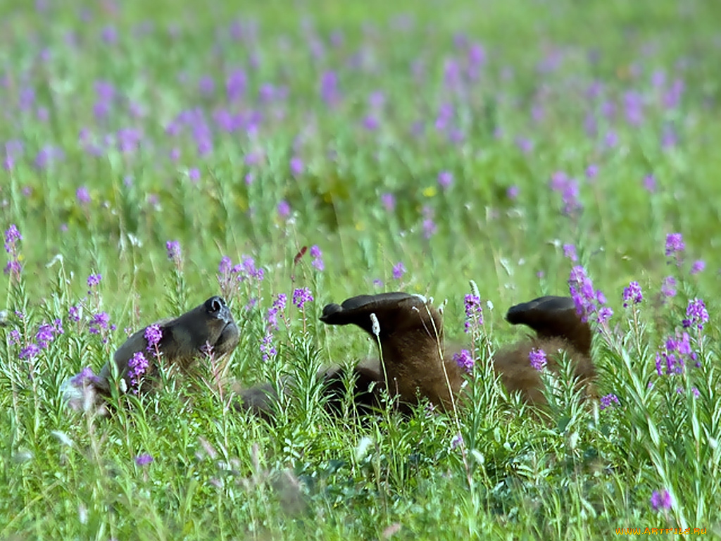 автор, игорь, шпиленок, животные, медведи