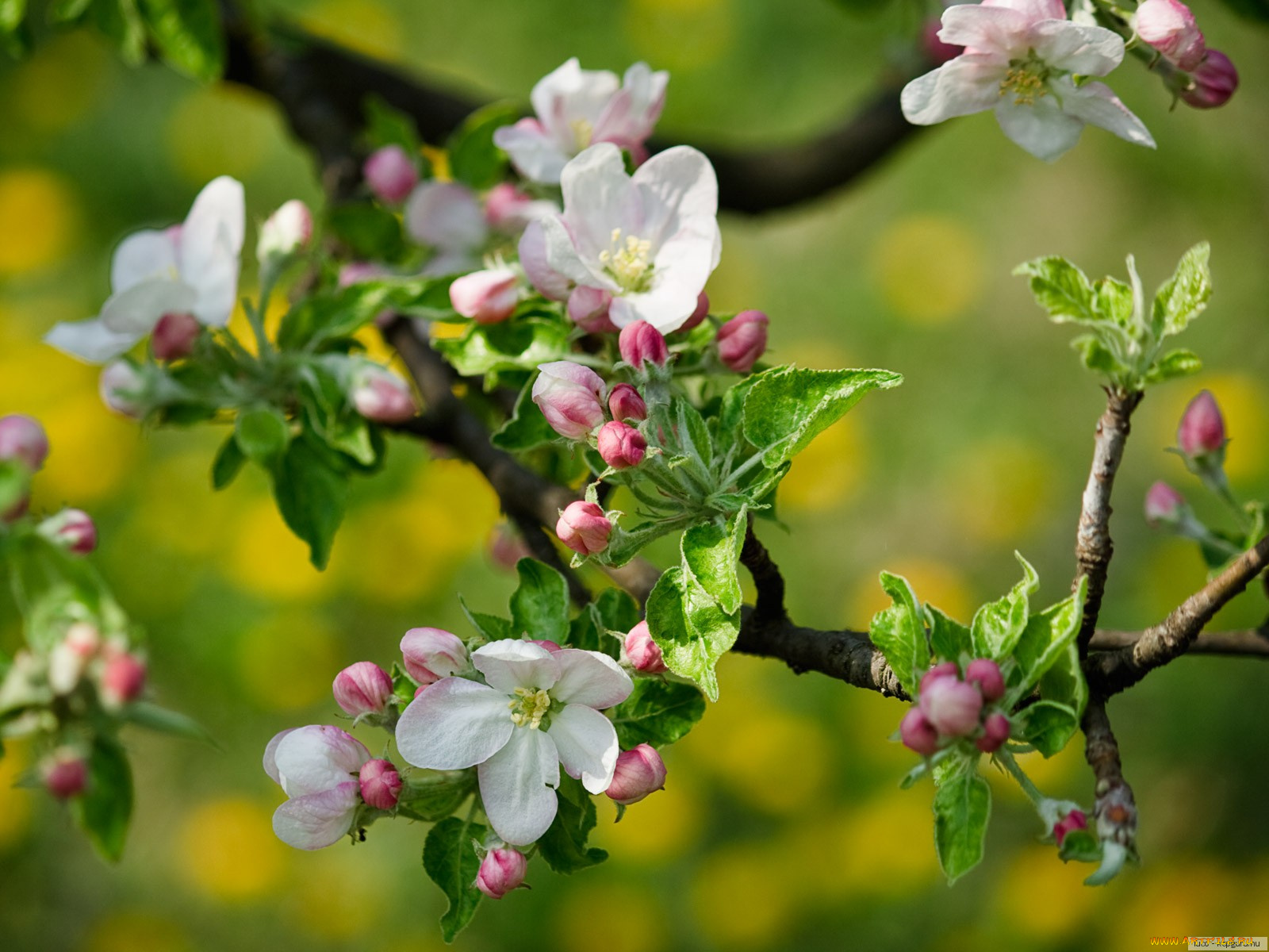 цветы, цветущие, деревья, кустарники