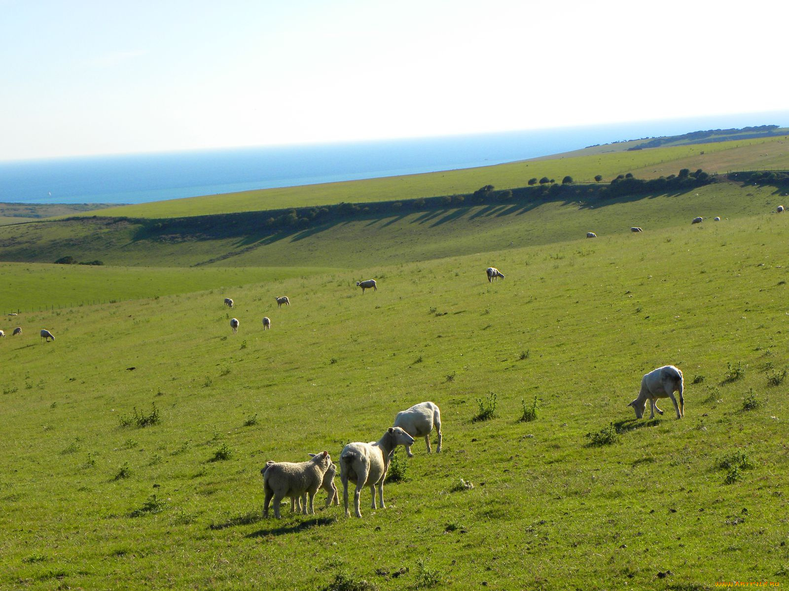 животные, овцы, бараны, пастбище