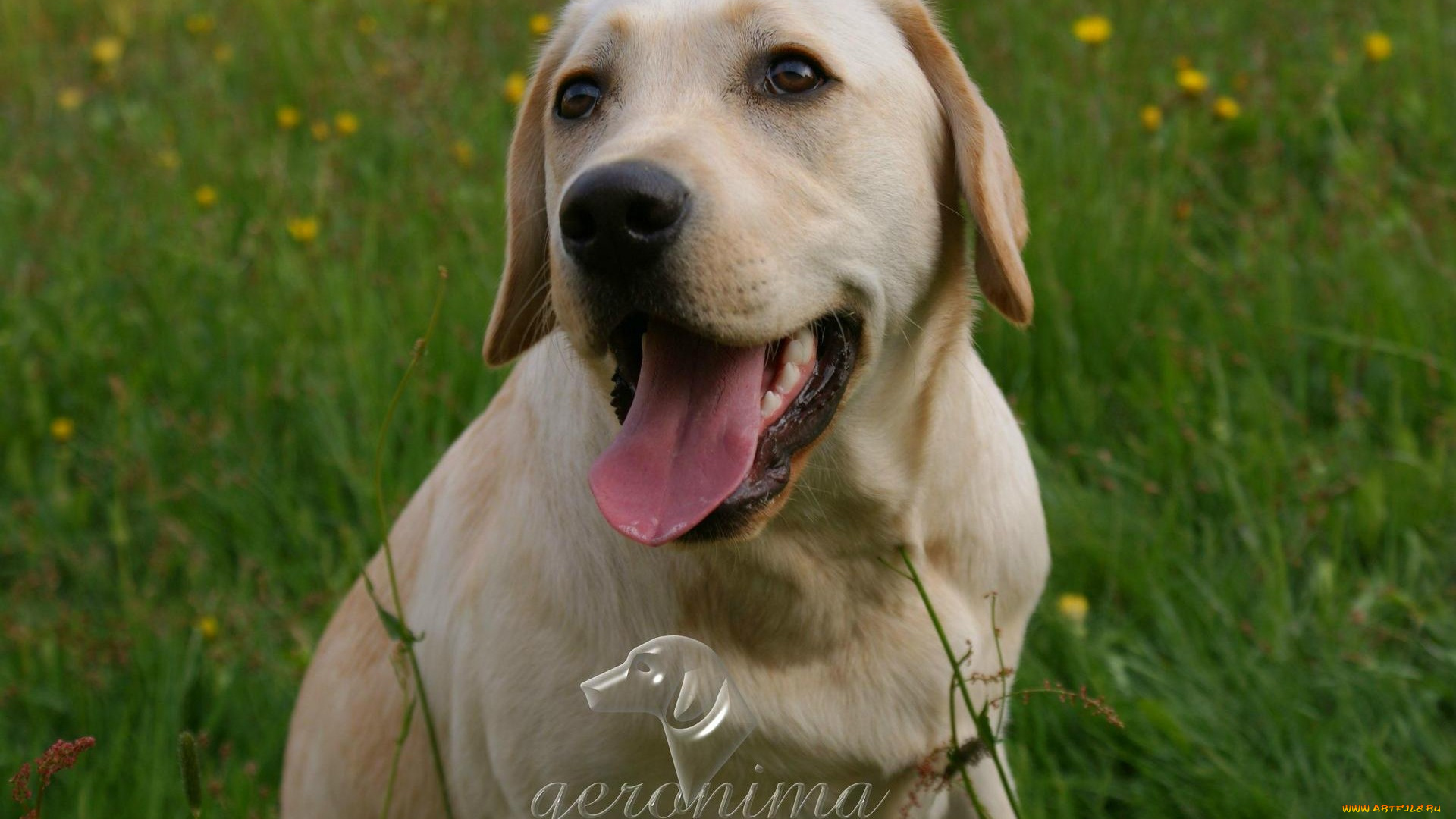 автор, geronima, животные, собаки, retriever