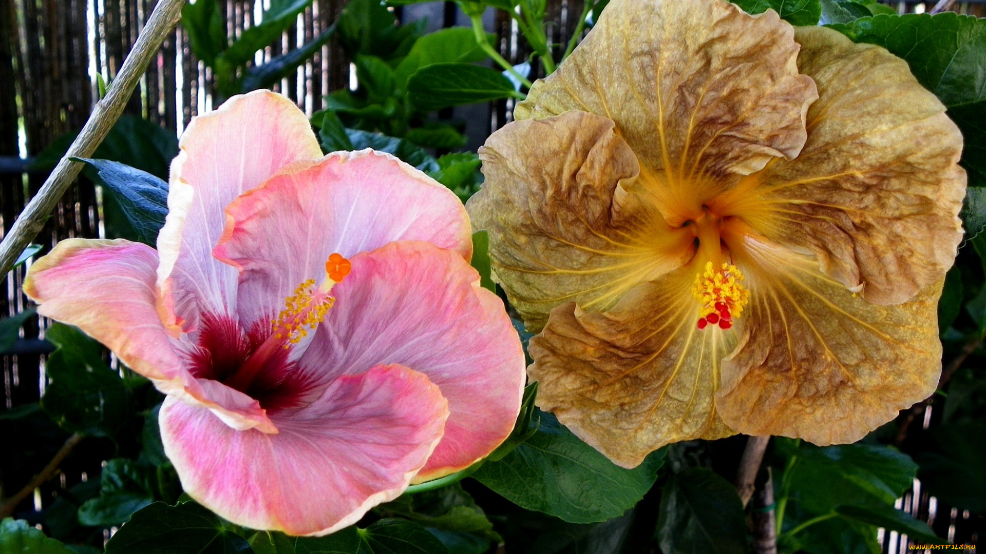 цветы, гибискусы, розовый, коричневый, большой, экзотика