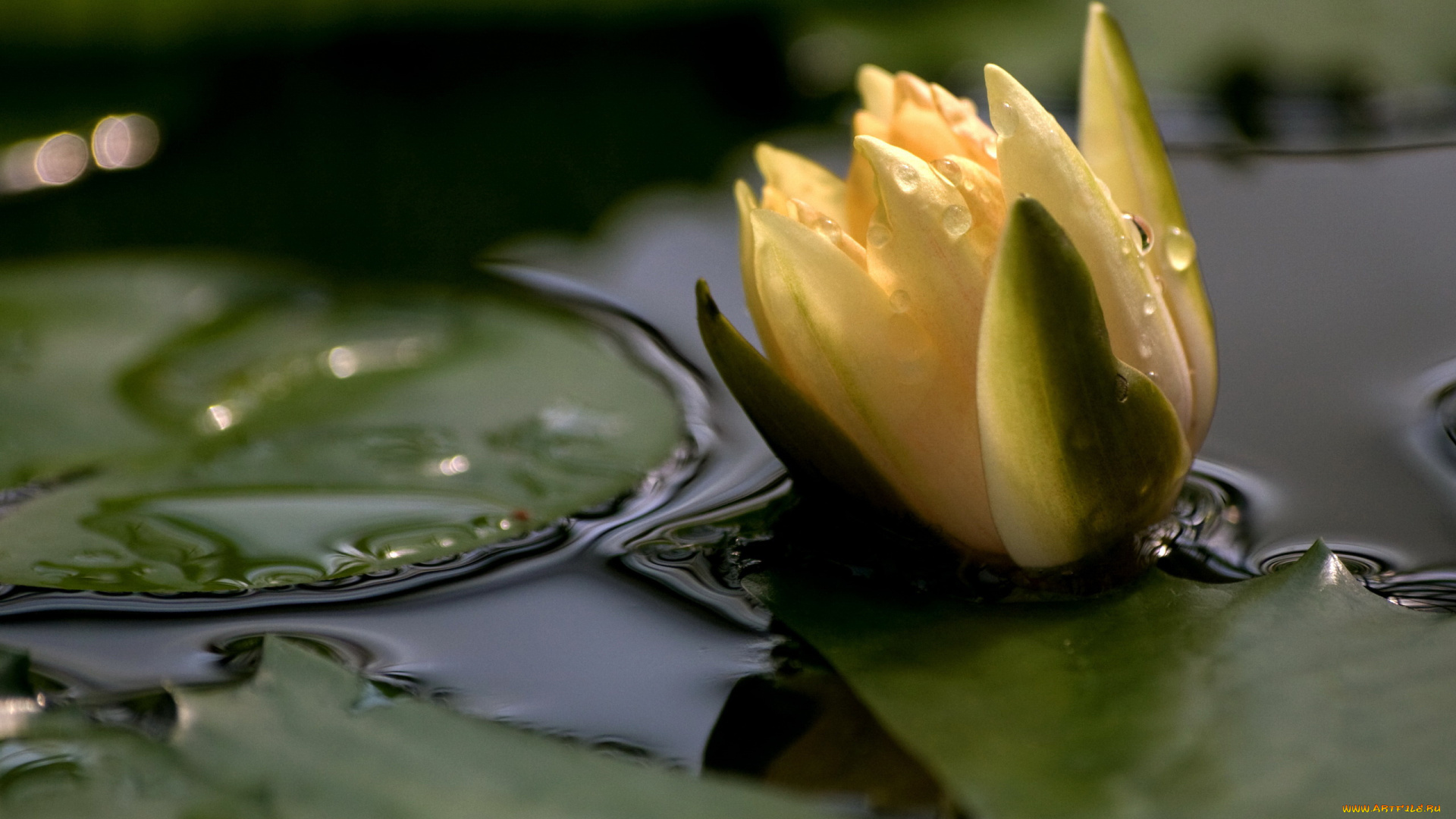 цветы, лилии, водяные, нимфеи, кувшинки, вода, лилия, листья