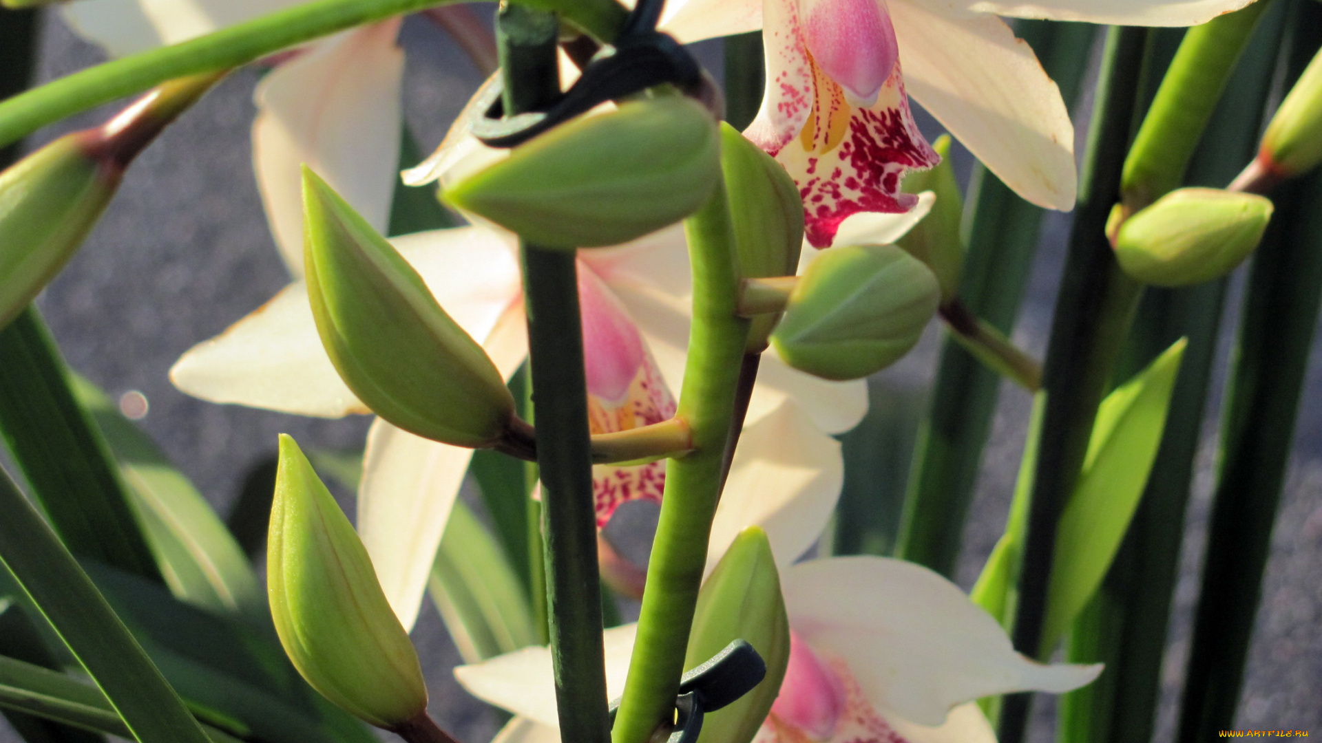 цветы, орхидеи, экзотика