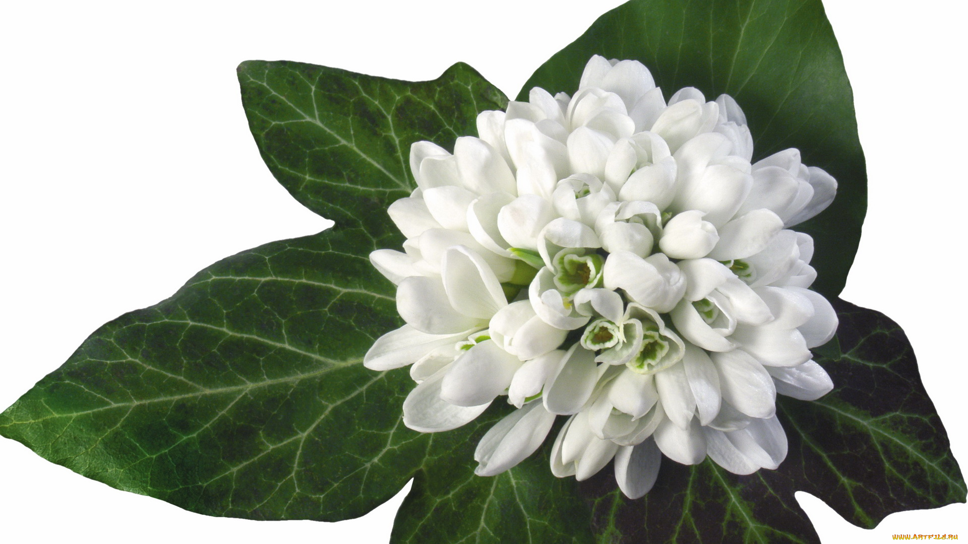 цветы, подснежники, белоцветник, белый, зеленый