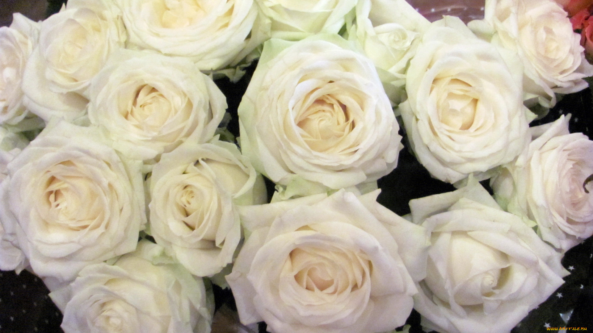цветы, розы, кремовые, много