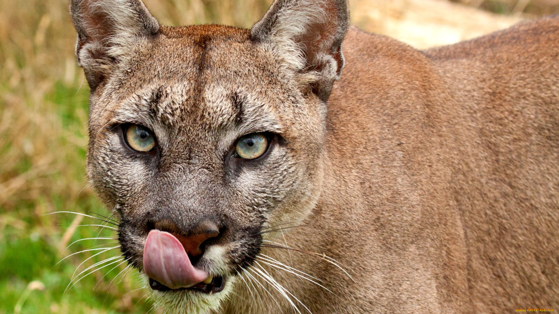 животные, пумы, хищник, взгляд, язык