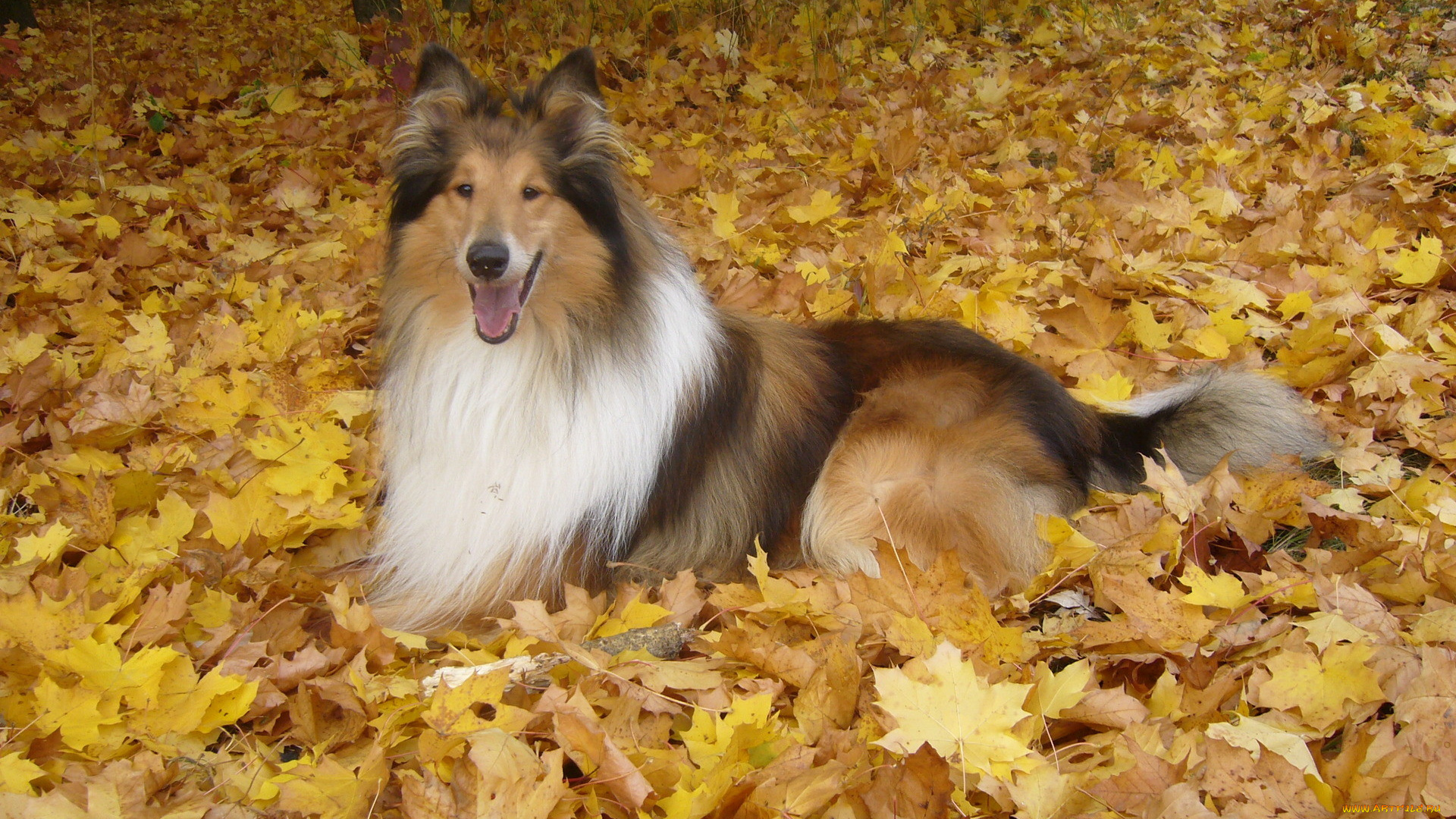 животные, собаки, колли