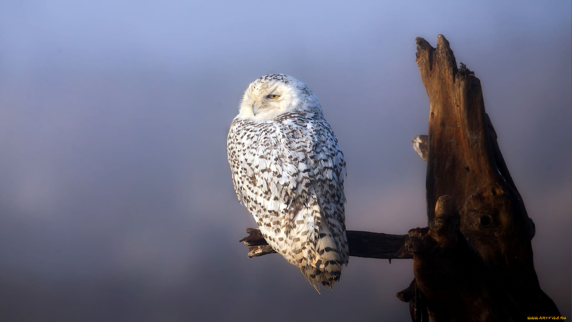 животные, совы, сук, сова