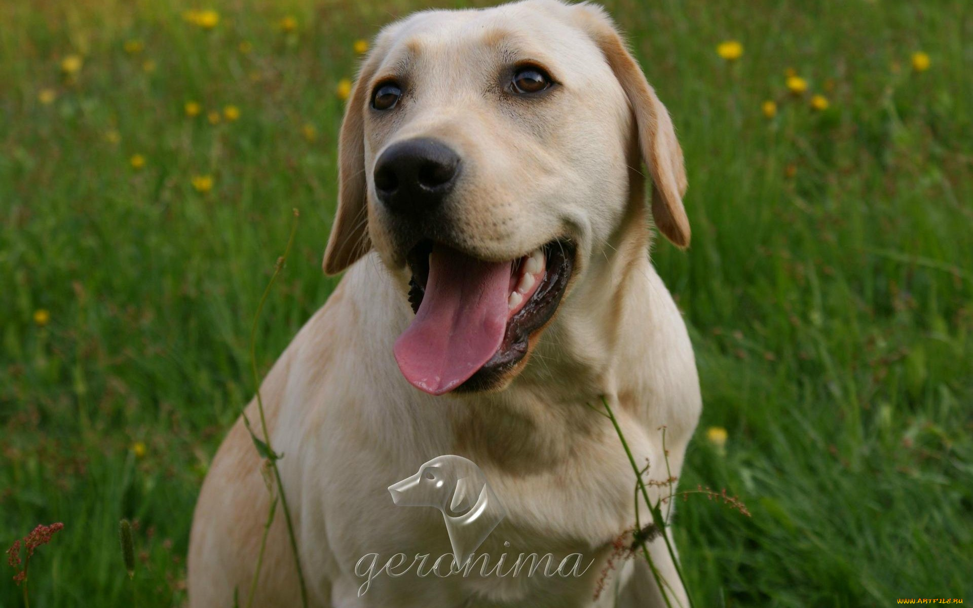 автор, geronima, животные, собаки, retriever