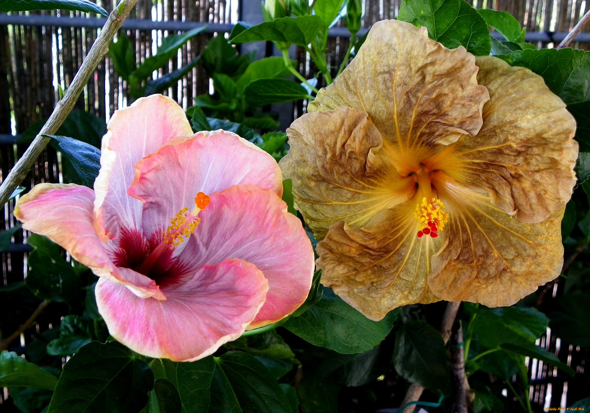 цветы, гибискусы, розовый, коричневый, большой, экзотика