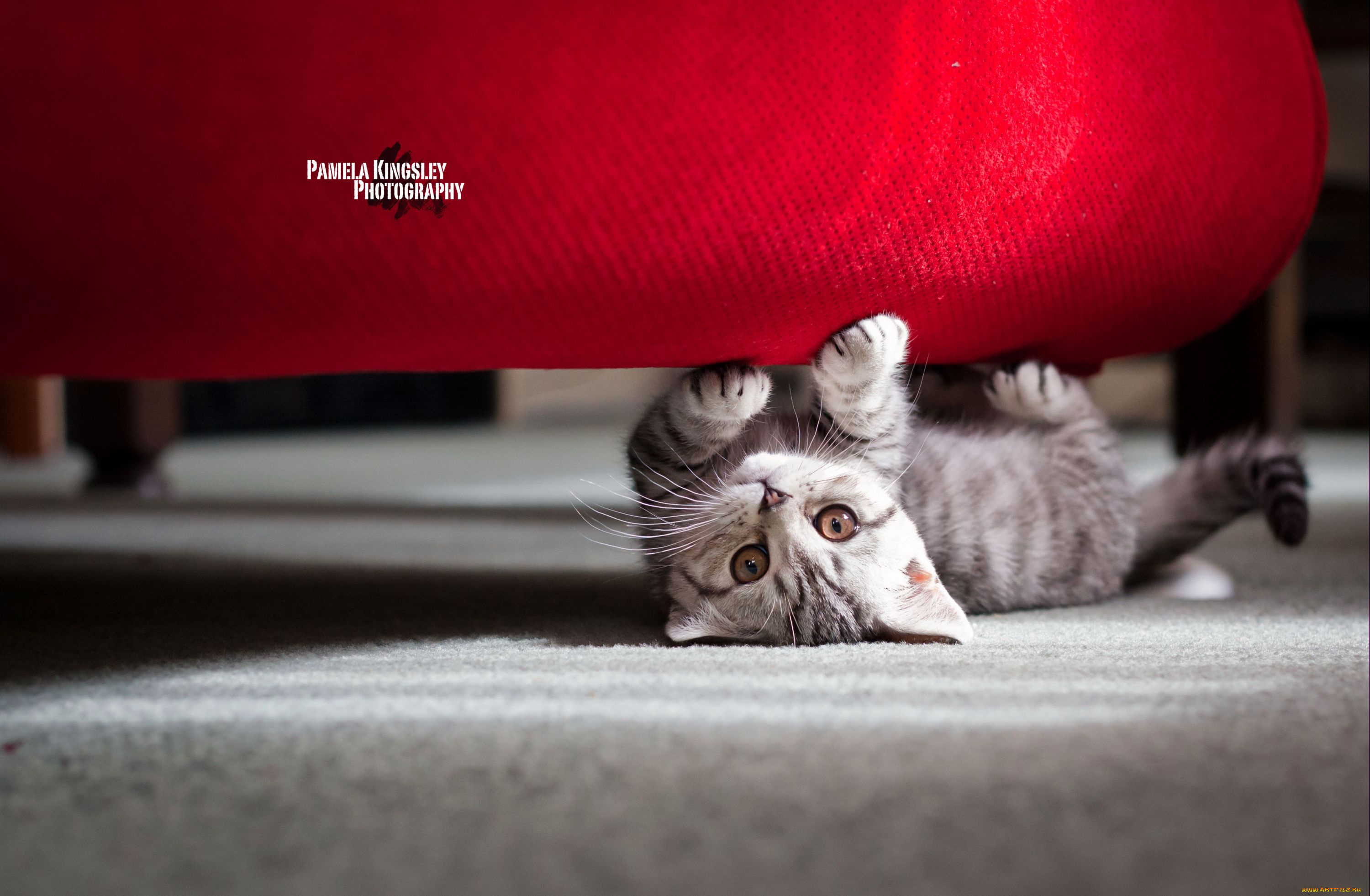 животные, коты, диван, котенок