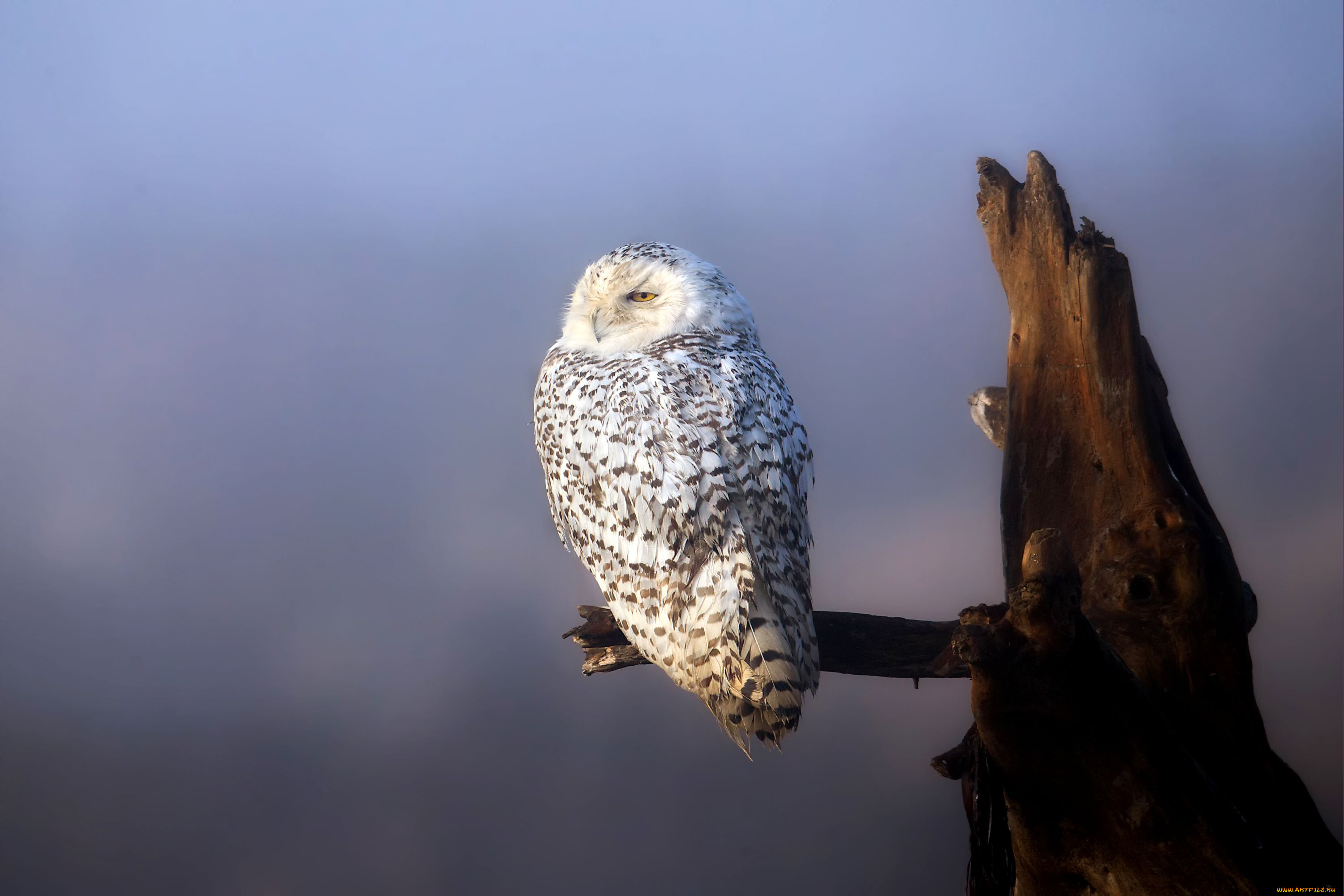 животные, совы, сук, сова