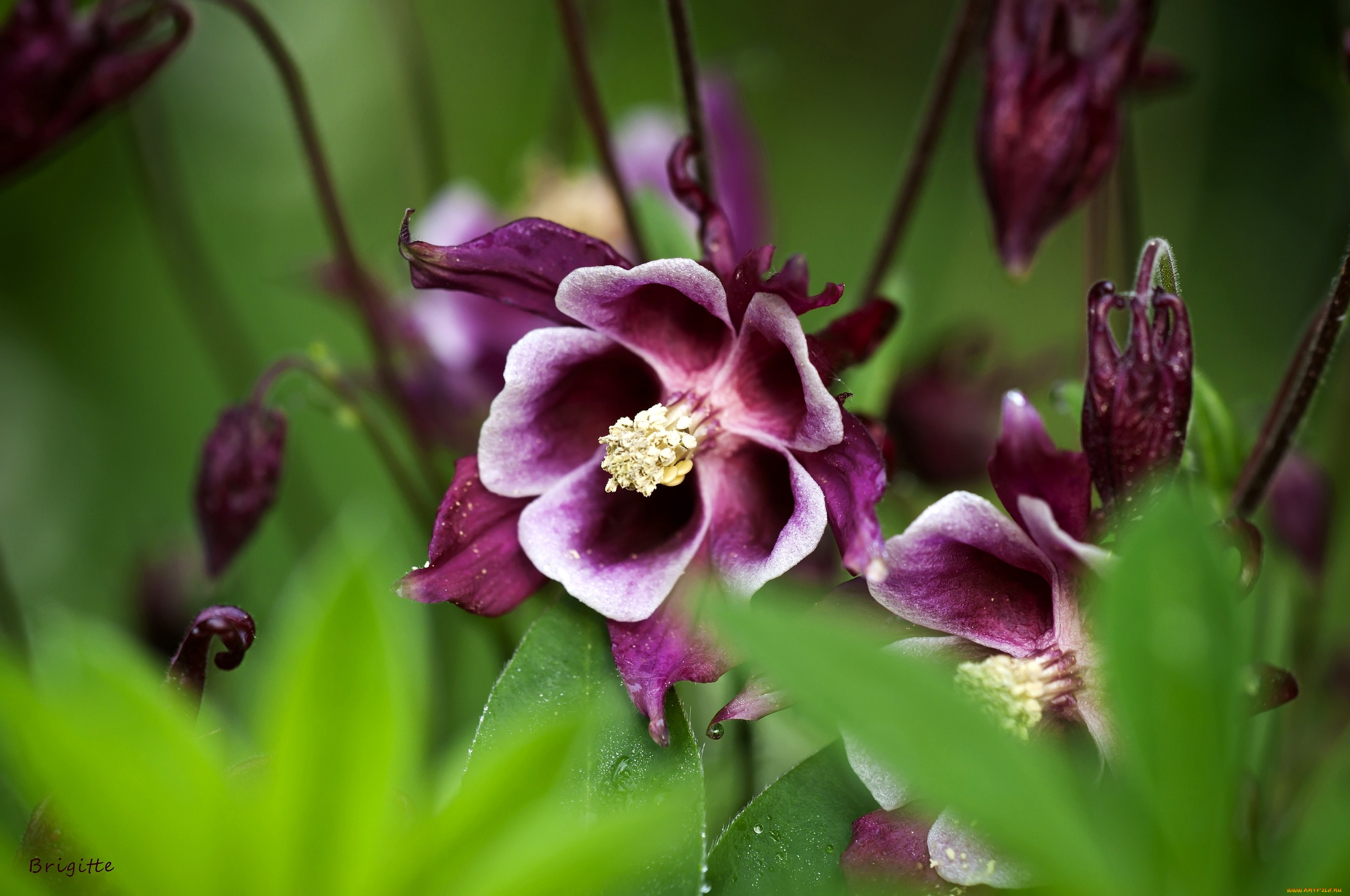 цветы, аквилегия, водосбор, лиловый
