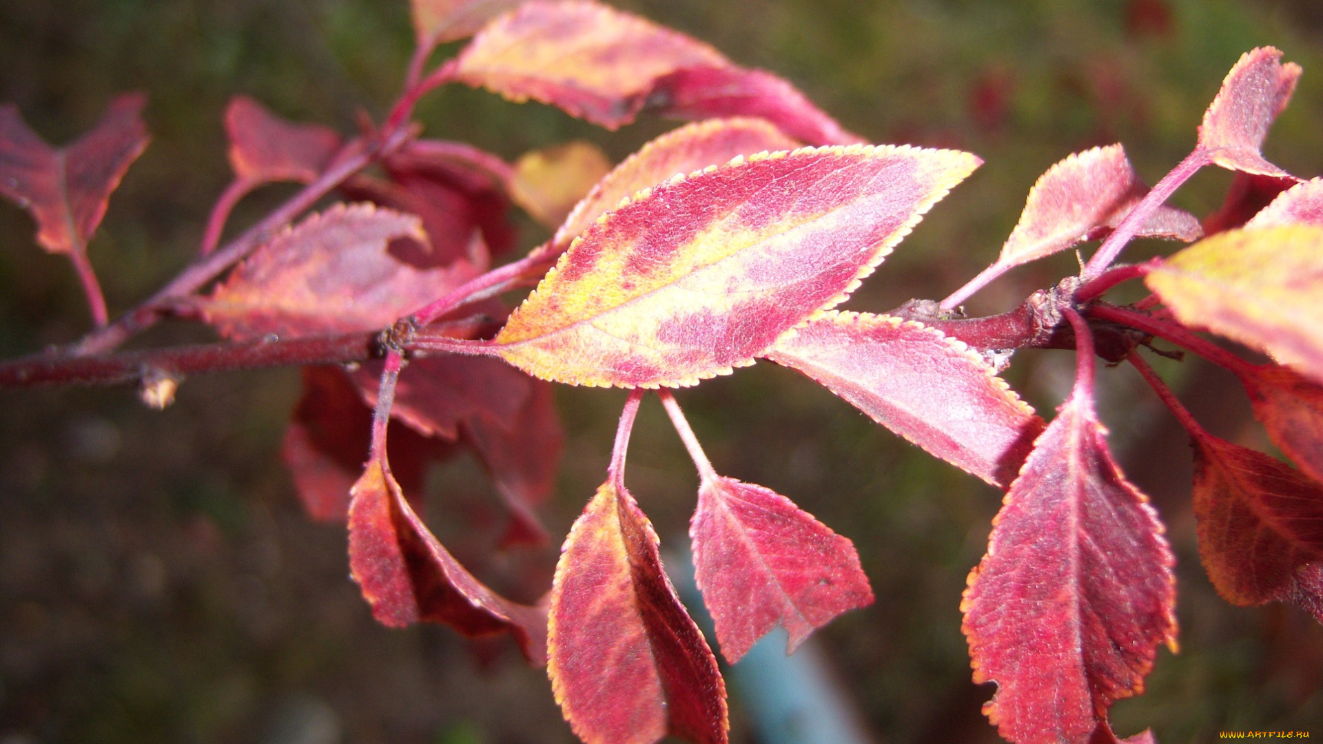 природа, листья, алыча, осень, ветка, красные