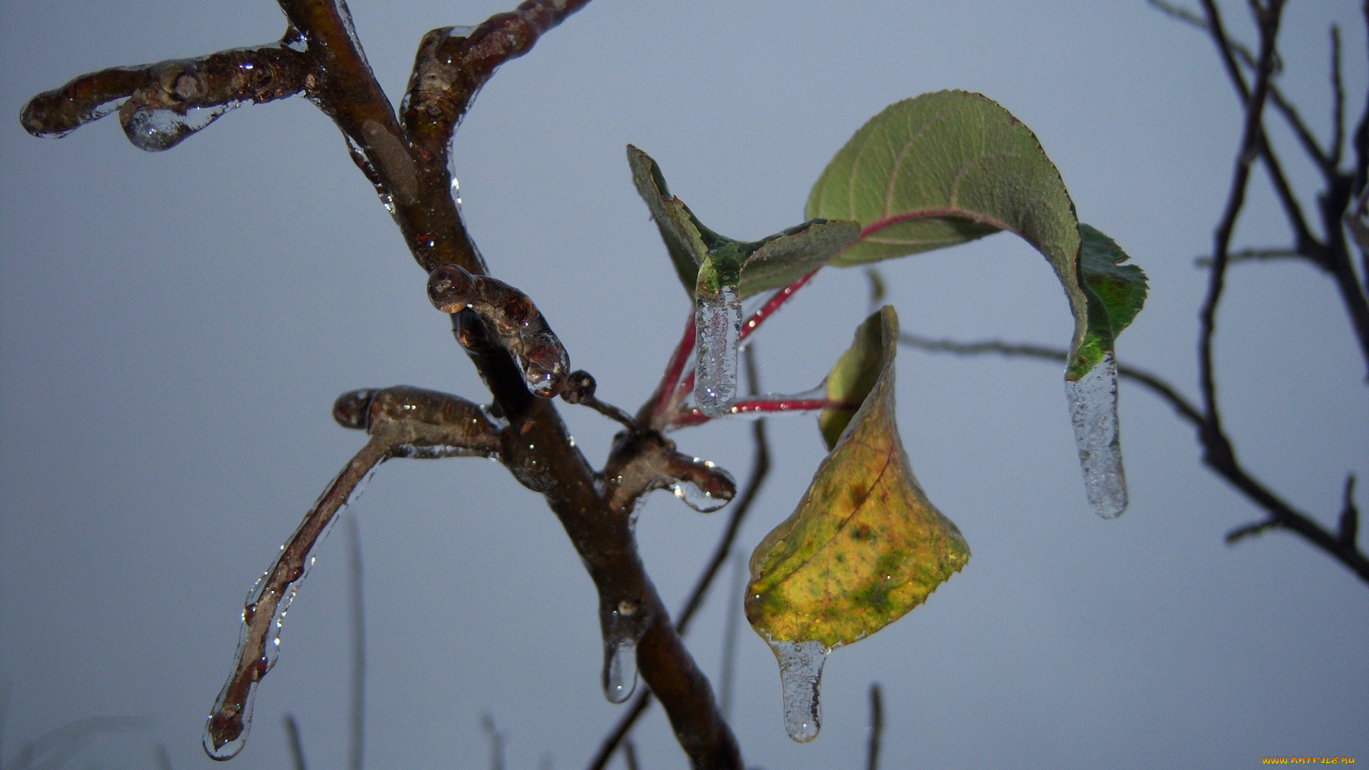 природа, макро, ветка, серость, небо, пасмурно, облединение, листья