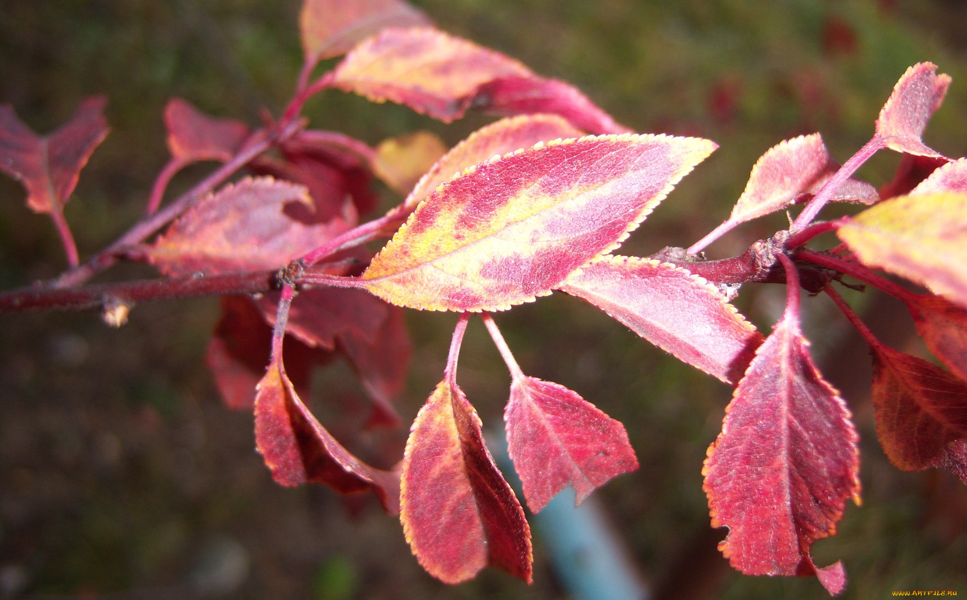 природа, листья, алыча, осень, ветка, красные