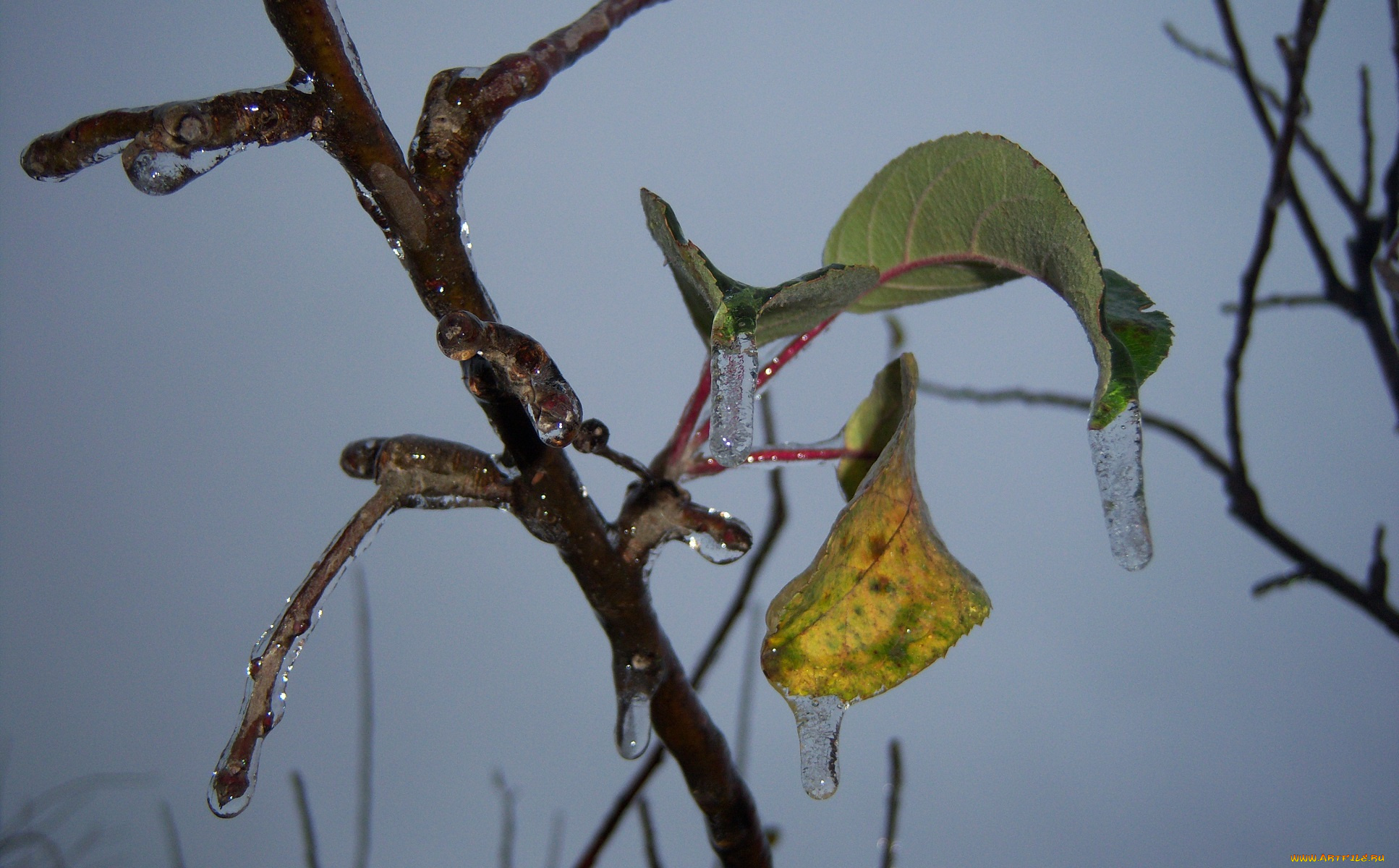 природа, макро, ветка, серость, небо, пасмурно, облединение, листья