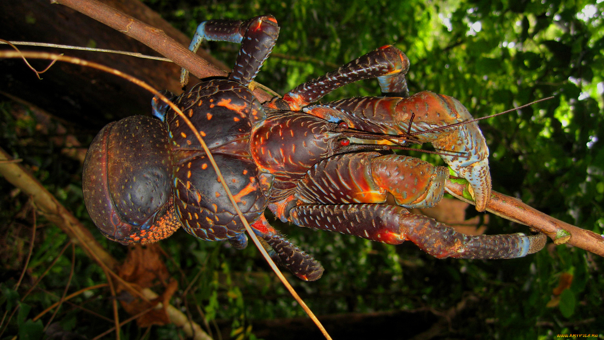 кокосовый, краб, животные, крабы, , раки, кокосовый, краб, древесный, членистоногое