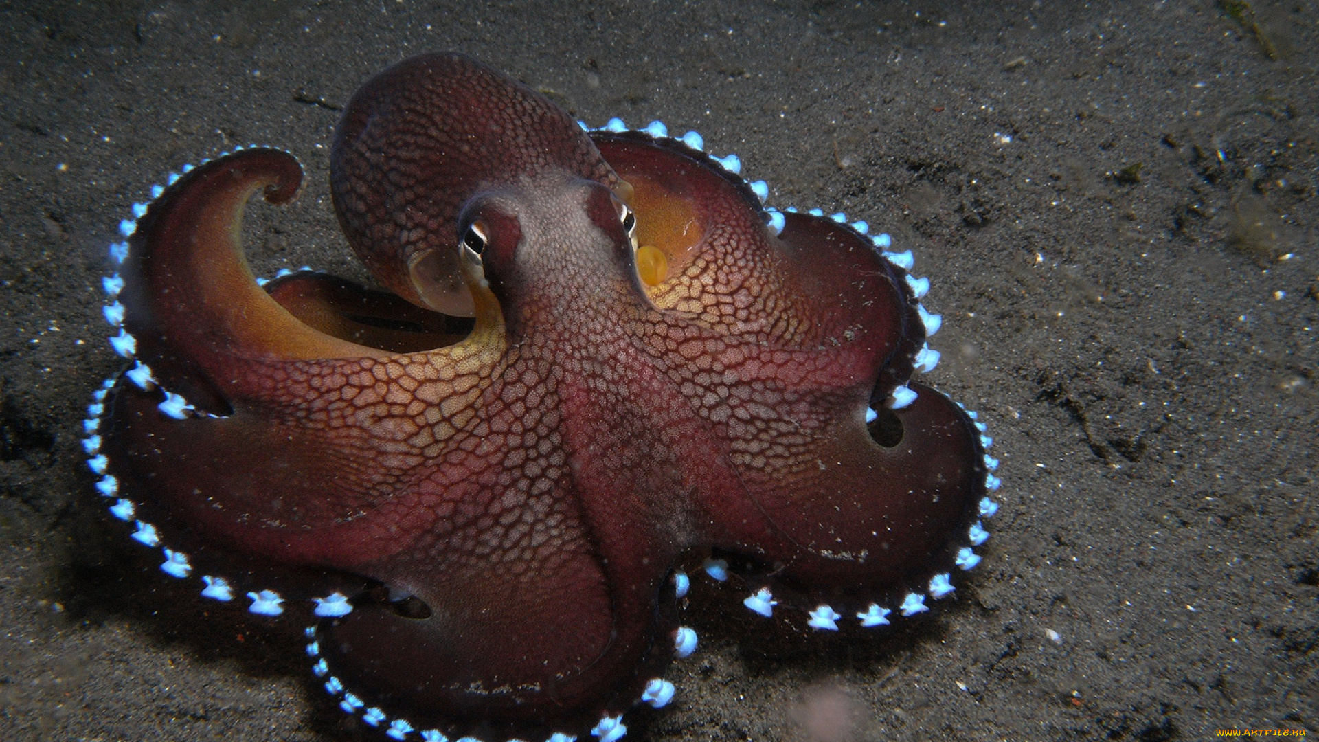 осьминог, животные, морская, фауна, океан, море, вода, подводный, мир, спрутовые, головоногие