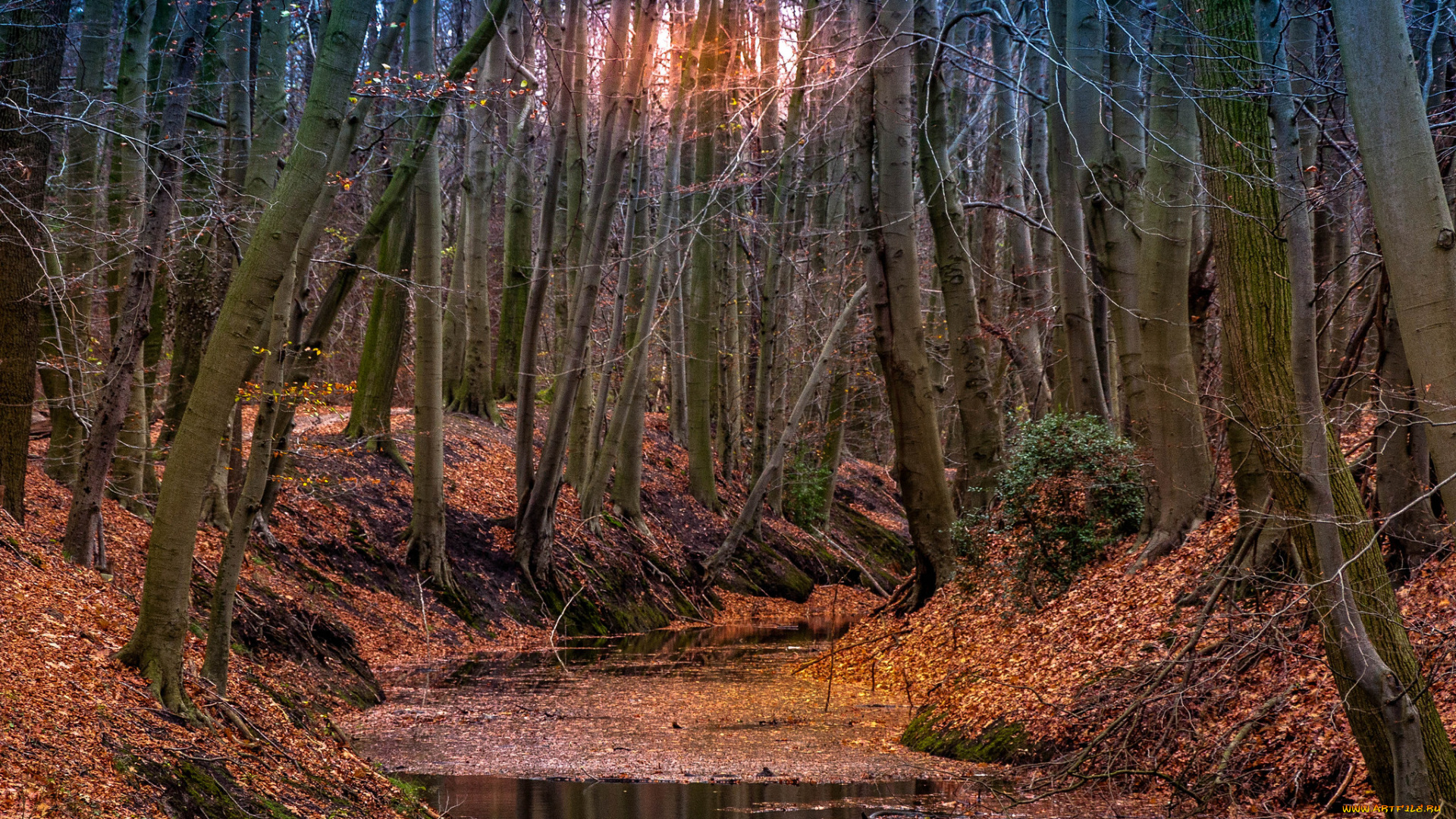 природа, реки, озера, лес, река