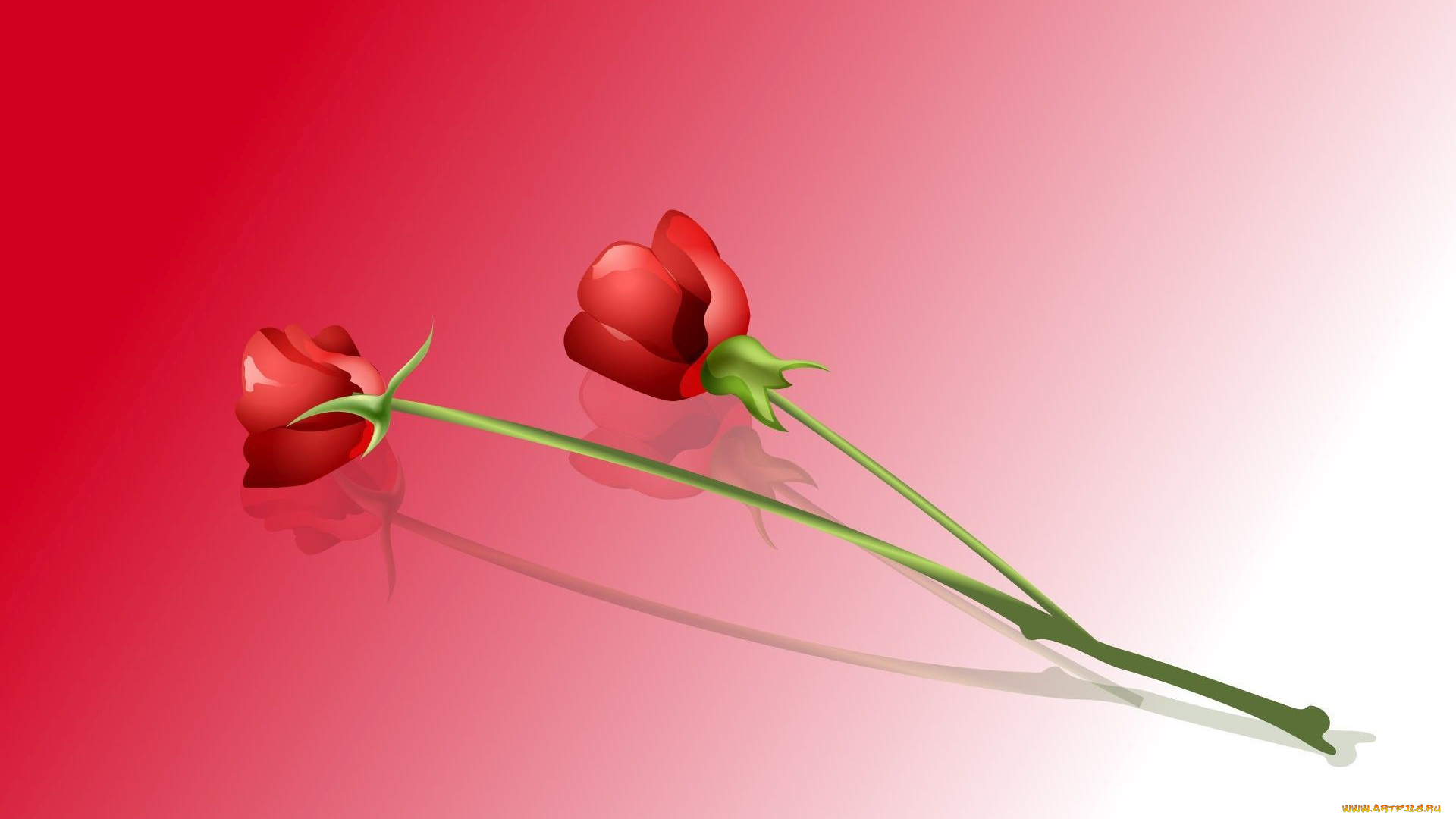 векторная, графика, цветы, , flowers, красные, розы