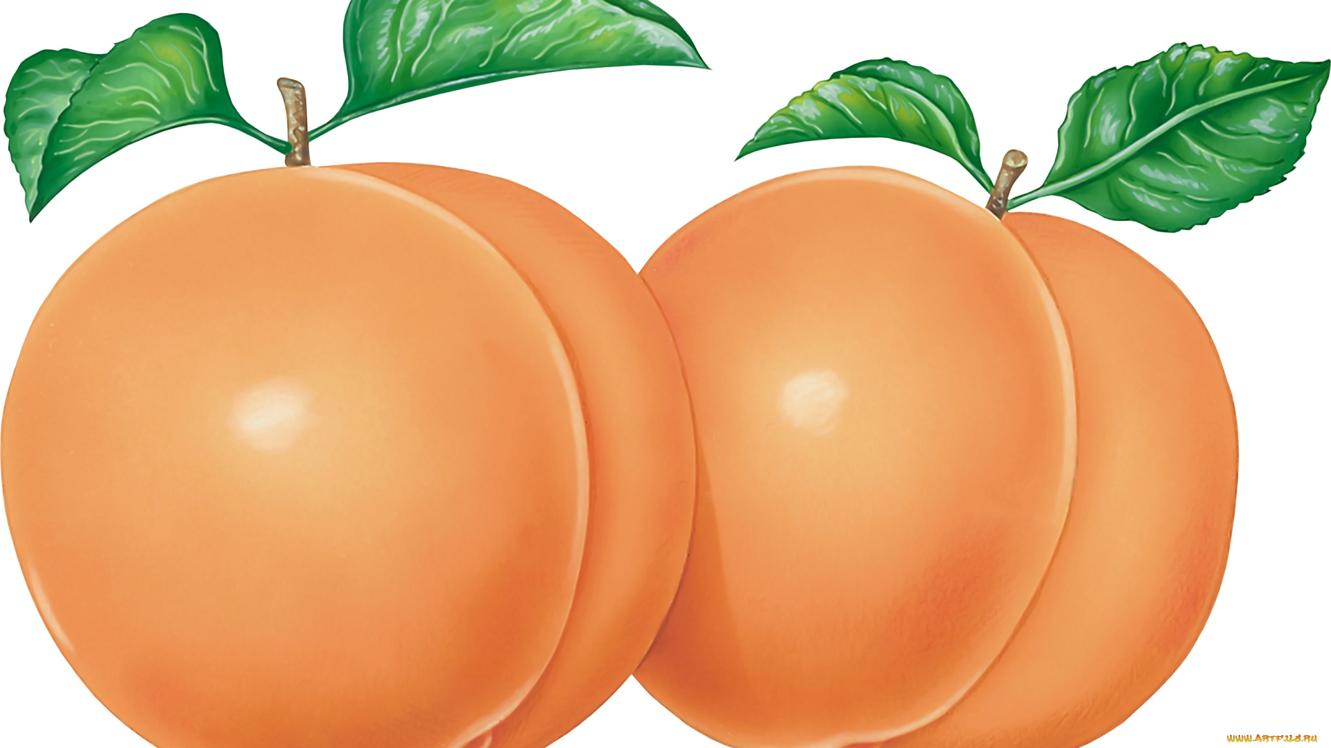 векторная, графика, еда, , food, персик