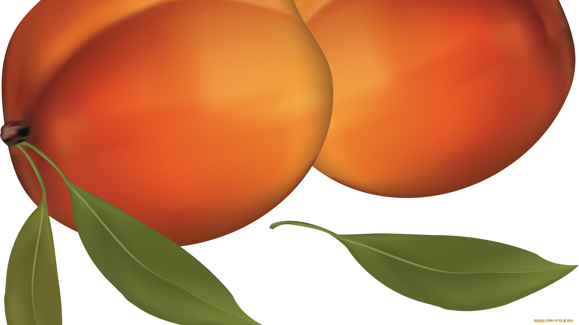 векторная, графика, еда, , food, слива