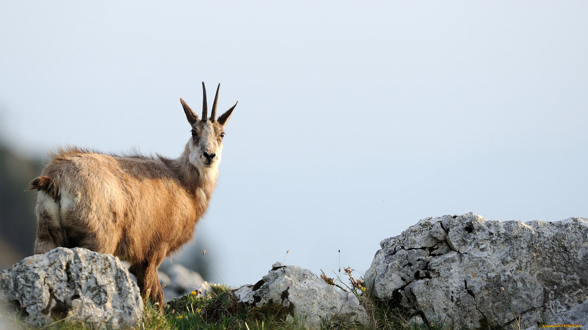 животные, козы, козел, камни