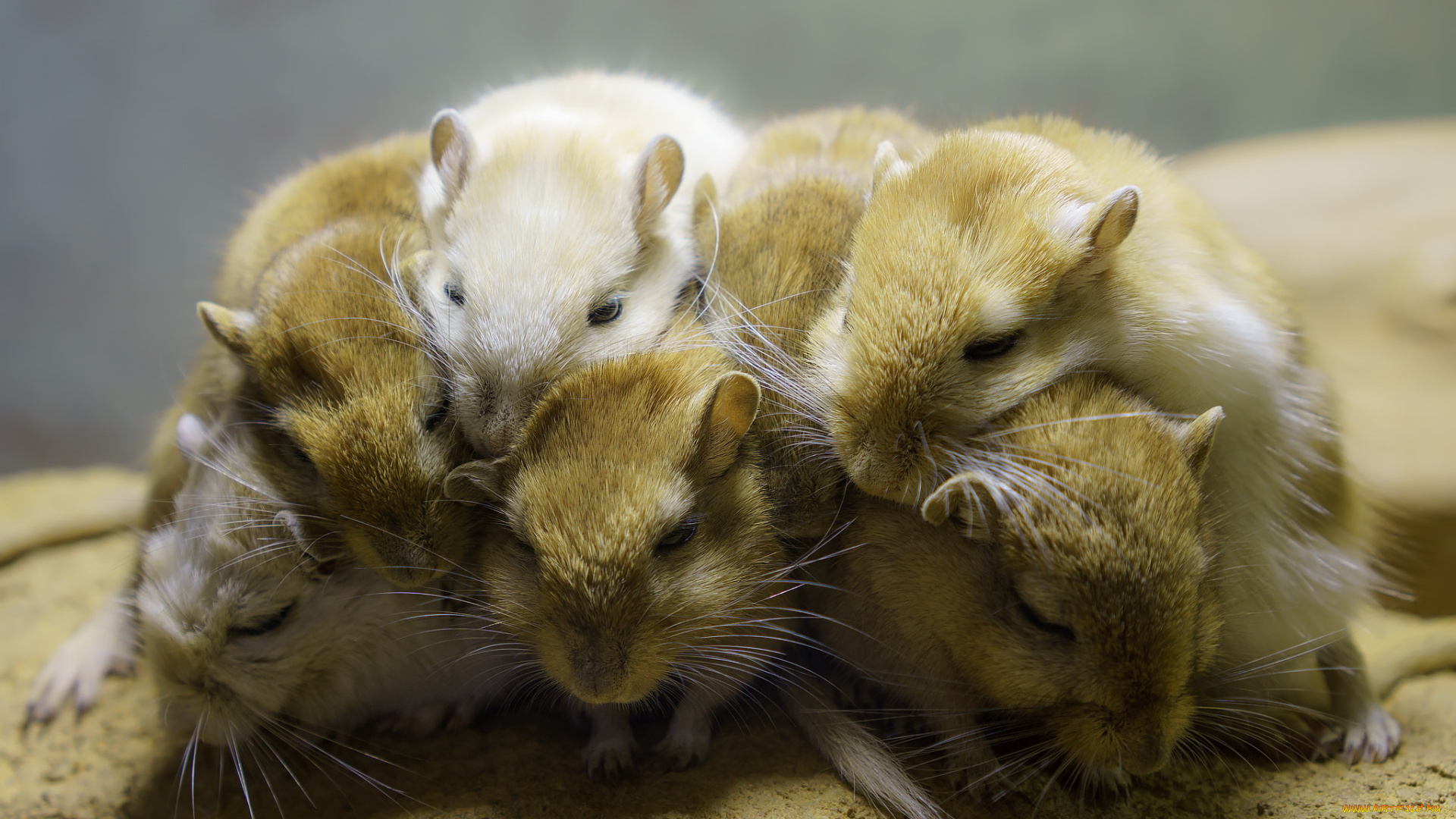 животные, крысы, , мыши, мышки