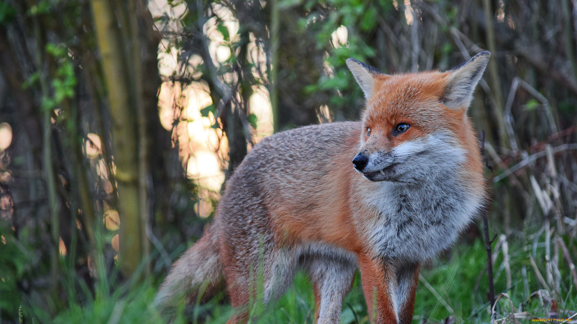 животные, лисы, лисичка