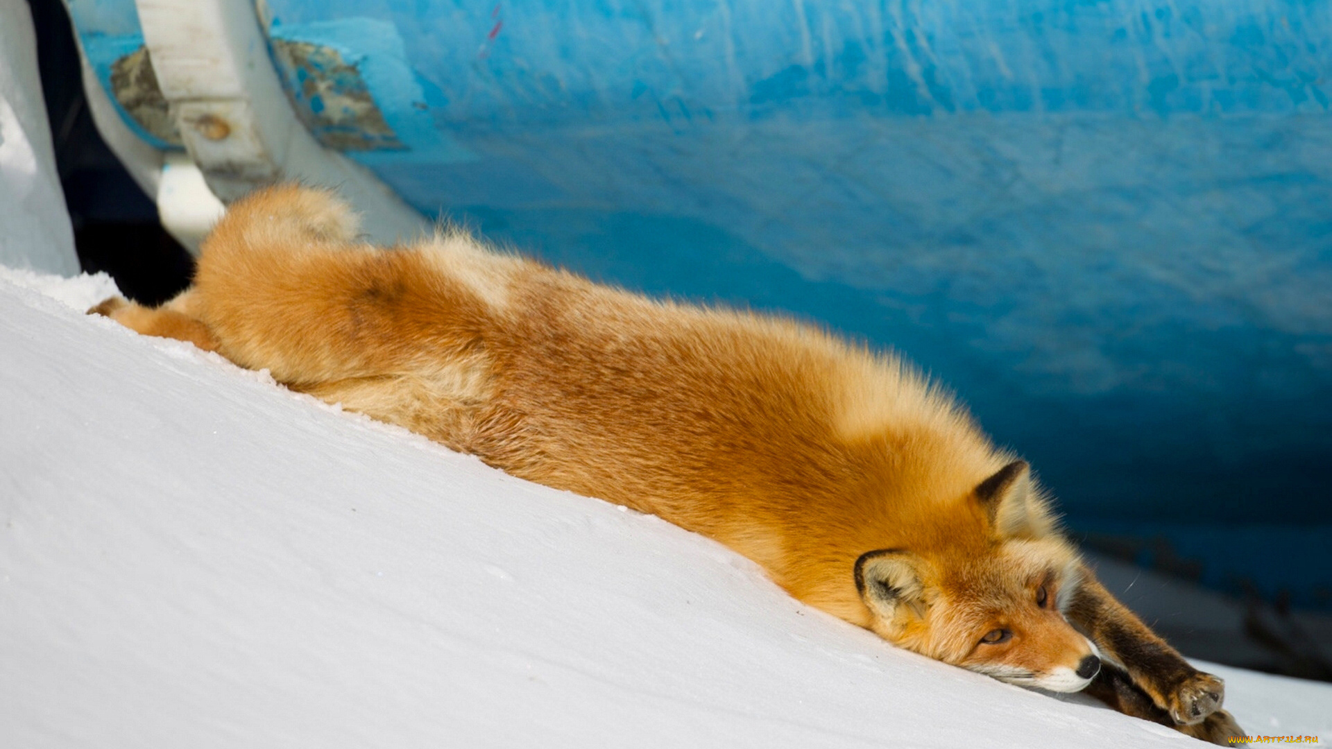 животные, лисы, рыжая, лиса, снег, потягушки