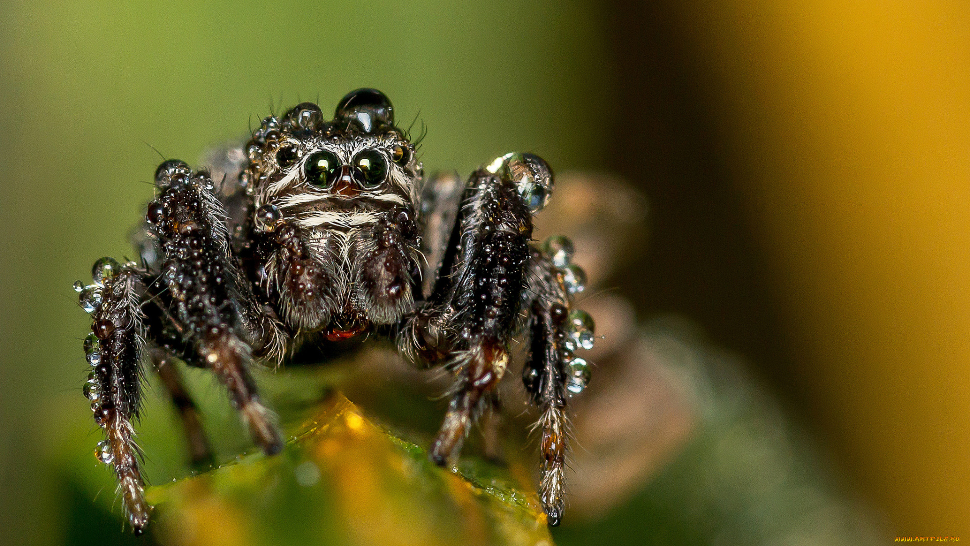 животные, пауки, паучок