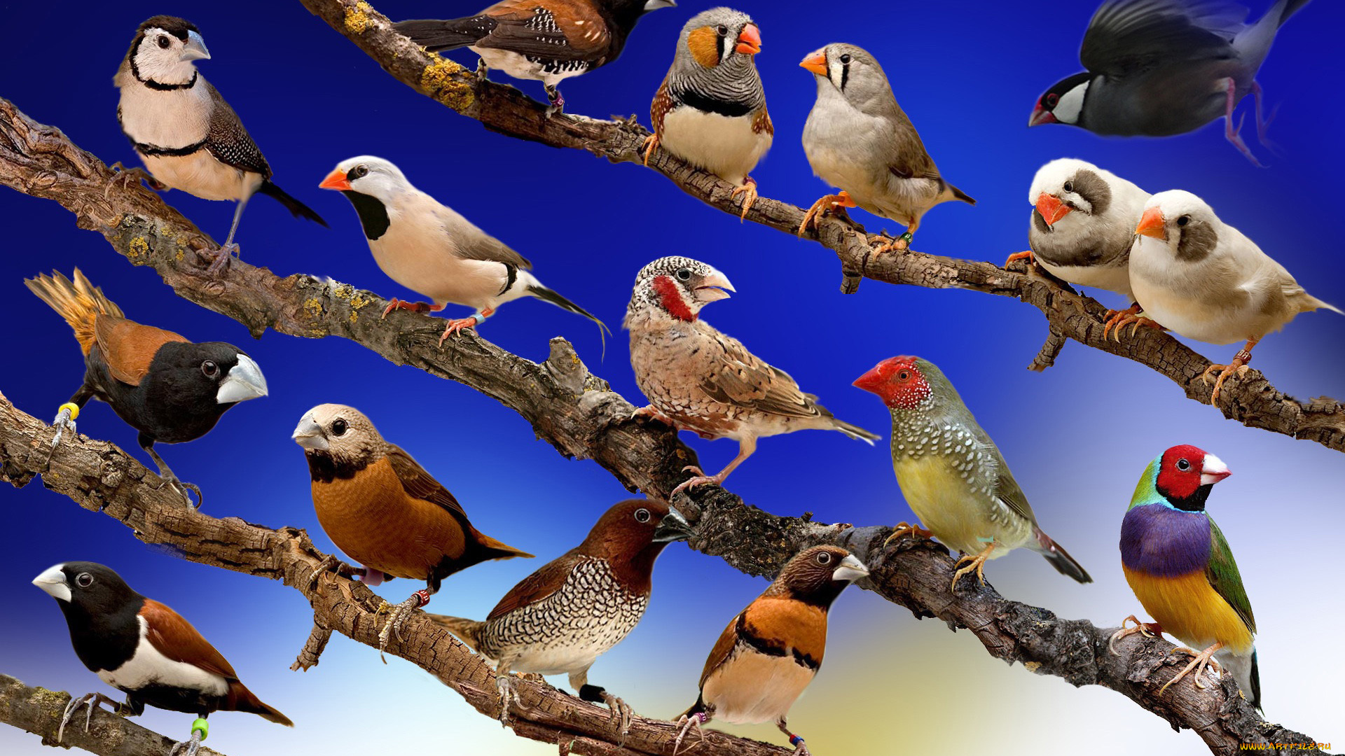 животные, птицы, небо, ветка