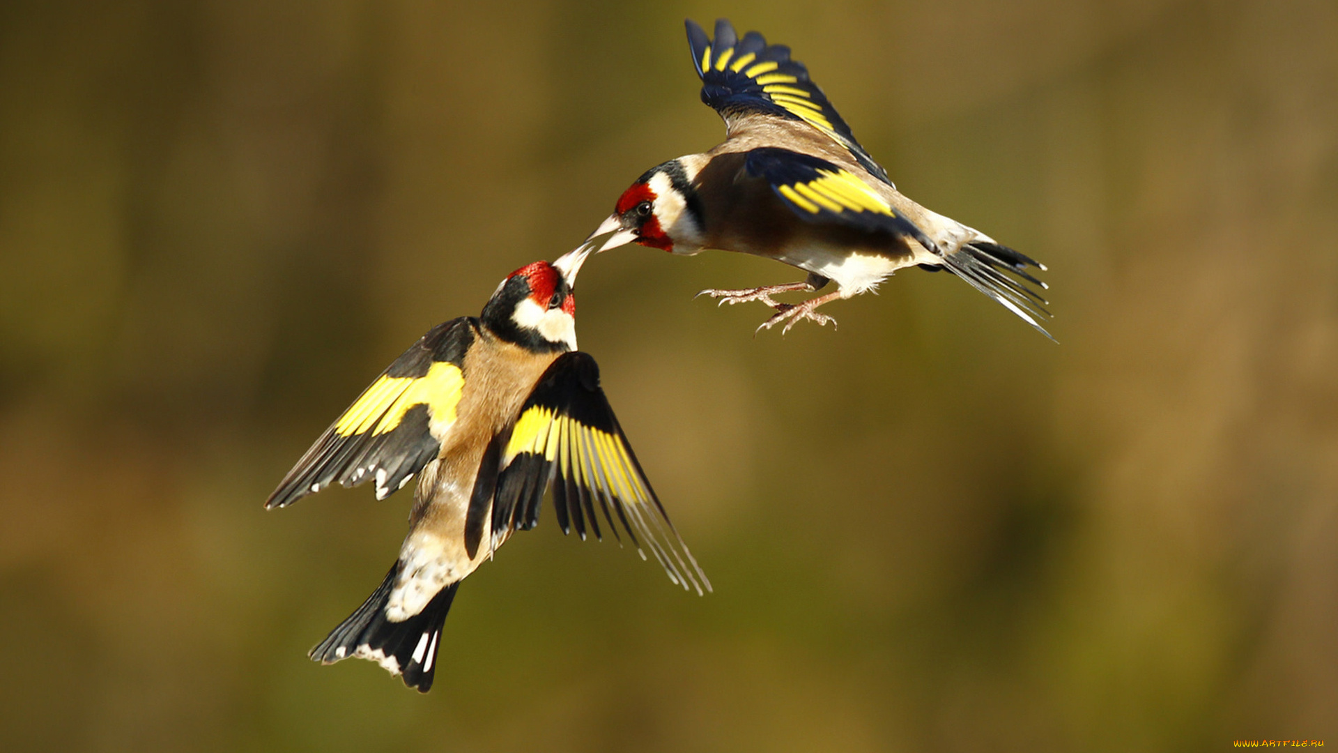 животные, щеглы, , чижи, полет, пара, птицы