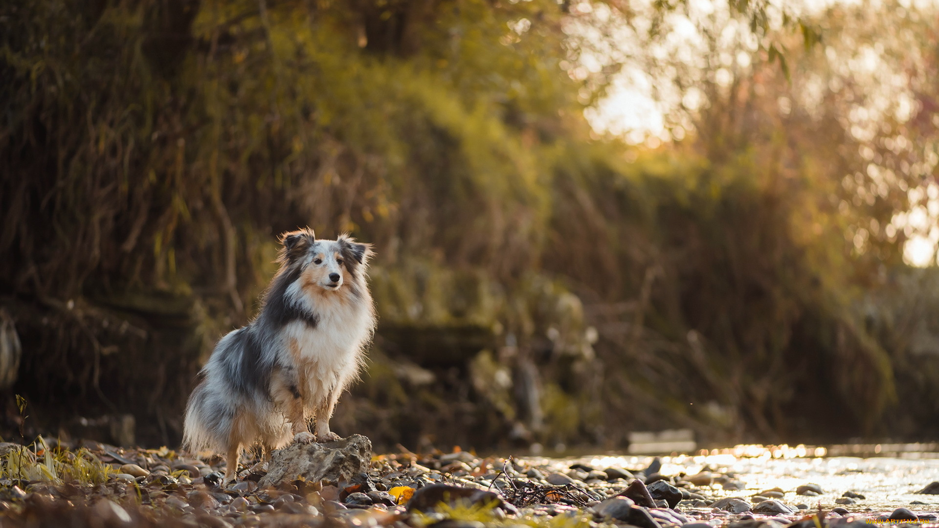 животные, собаки, друг, взгляд, собака