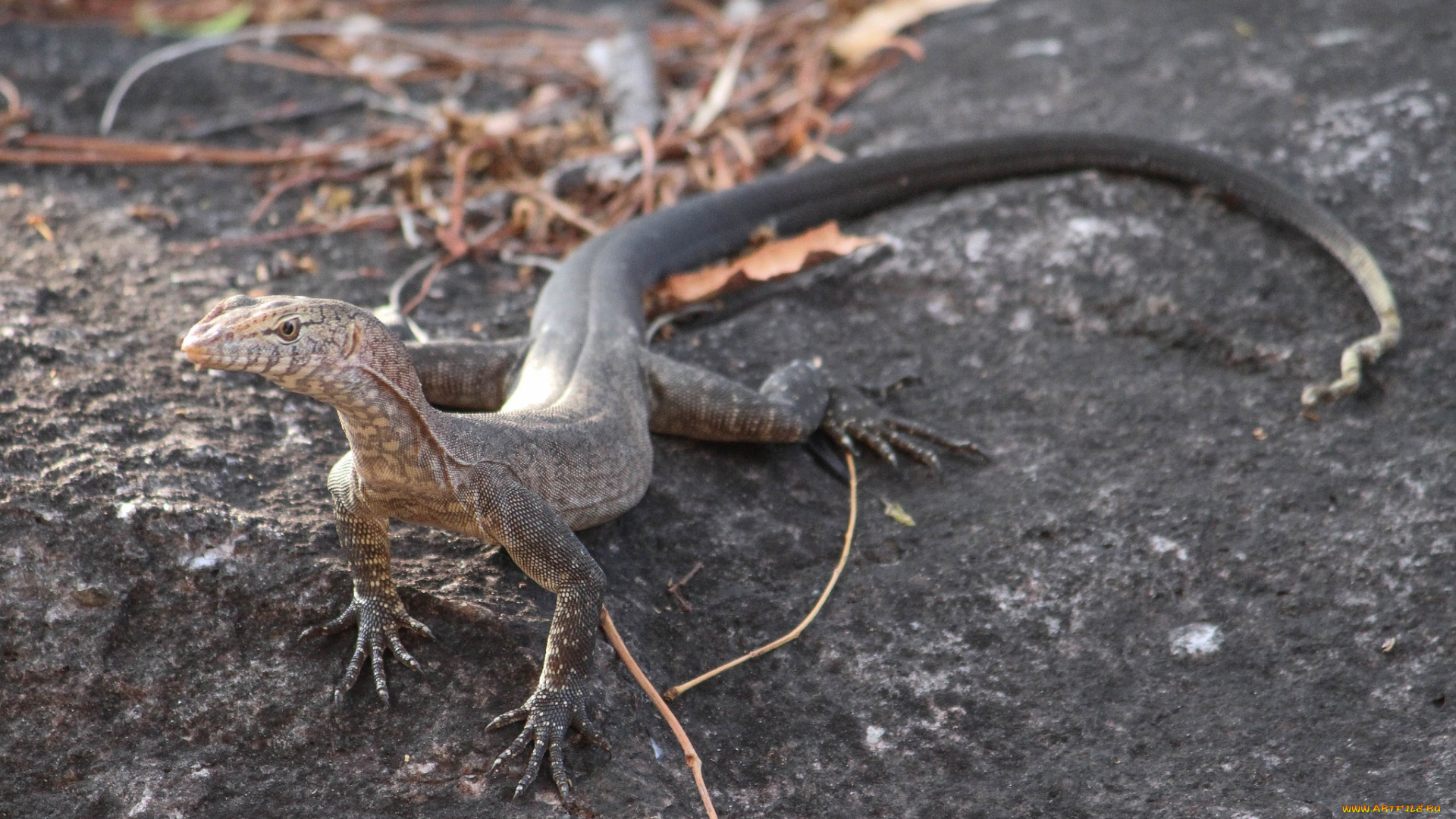 животные, Ящерицы, , игуаны, , вараны, ящерка