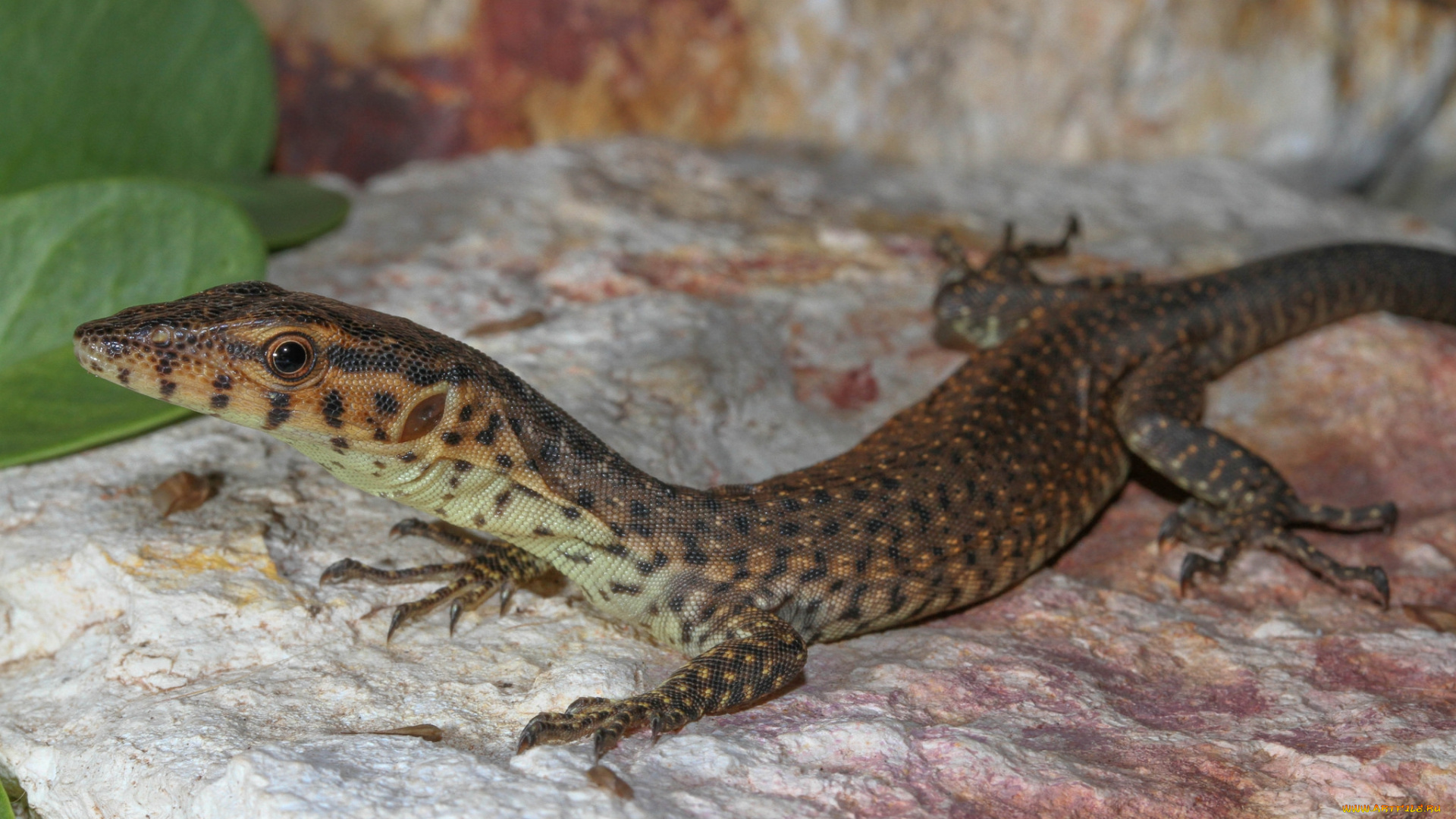 животные, Ящерицы, , игуаны, , вараны, ящерка