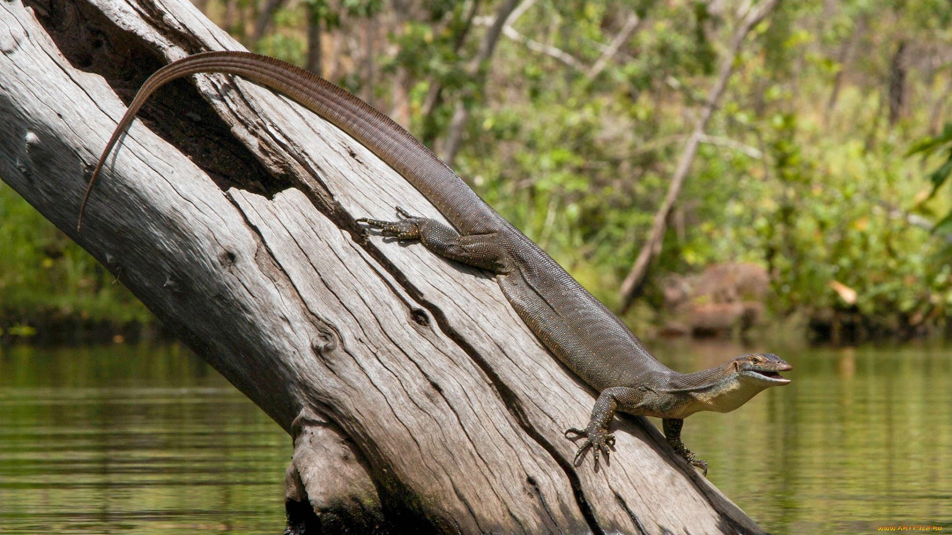 животные, Ящерицы, , игуаны, , вараны, ящерка