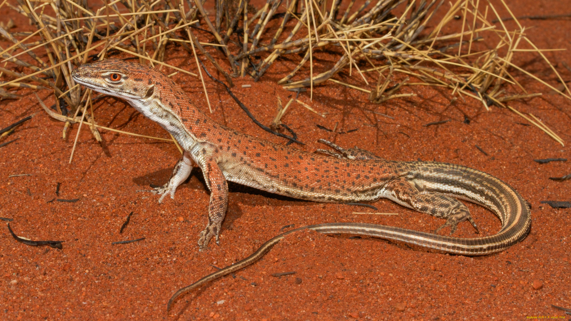 животные, Ящерицы, , игуаны, , вараны, ящерка