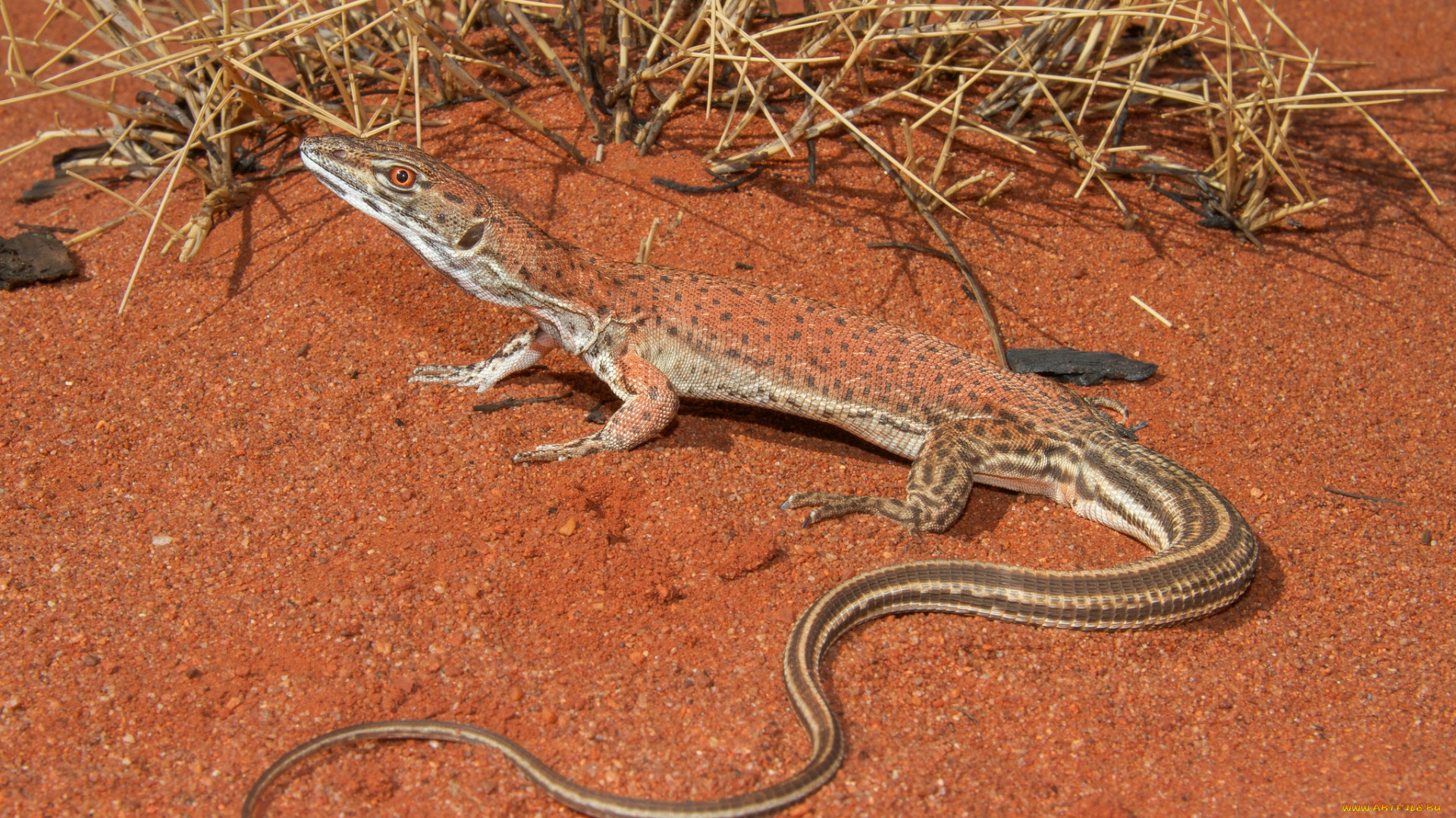 животные, Ящерицы, , игуаны, , вараны, ящерка