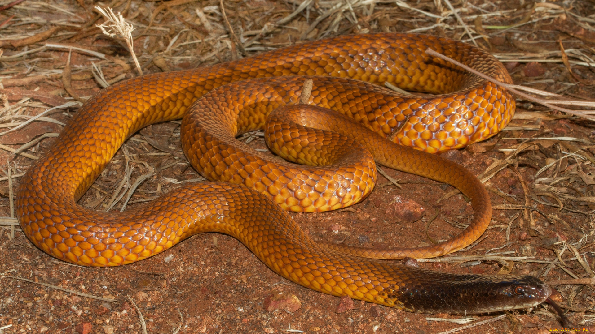 животные, змеи, , питоны, , кобры, змея